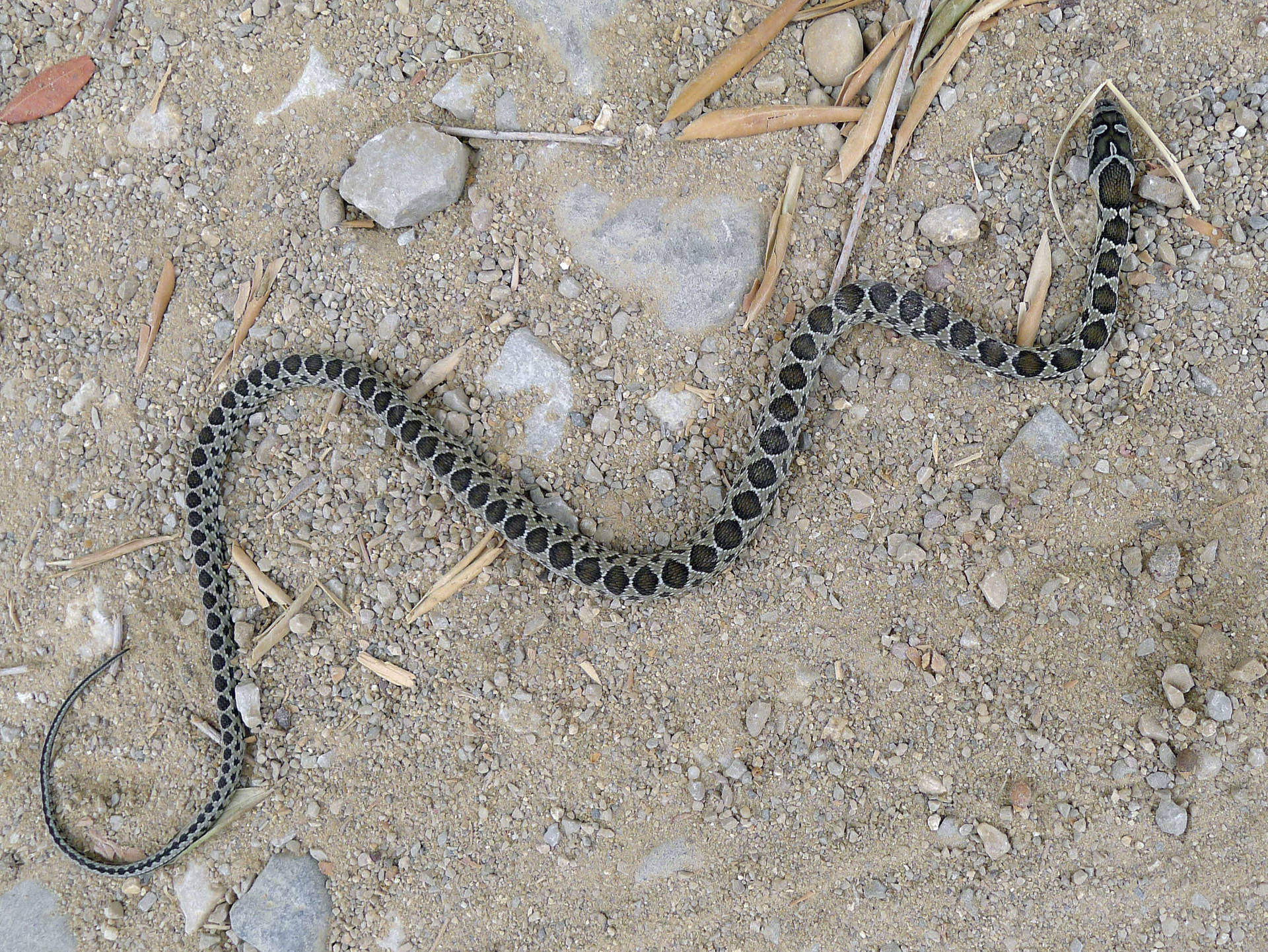 Horseshoe Whip Snake Nature Photography Wallpaper