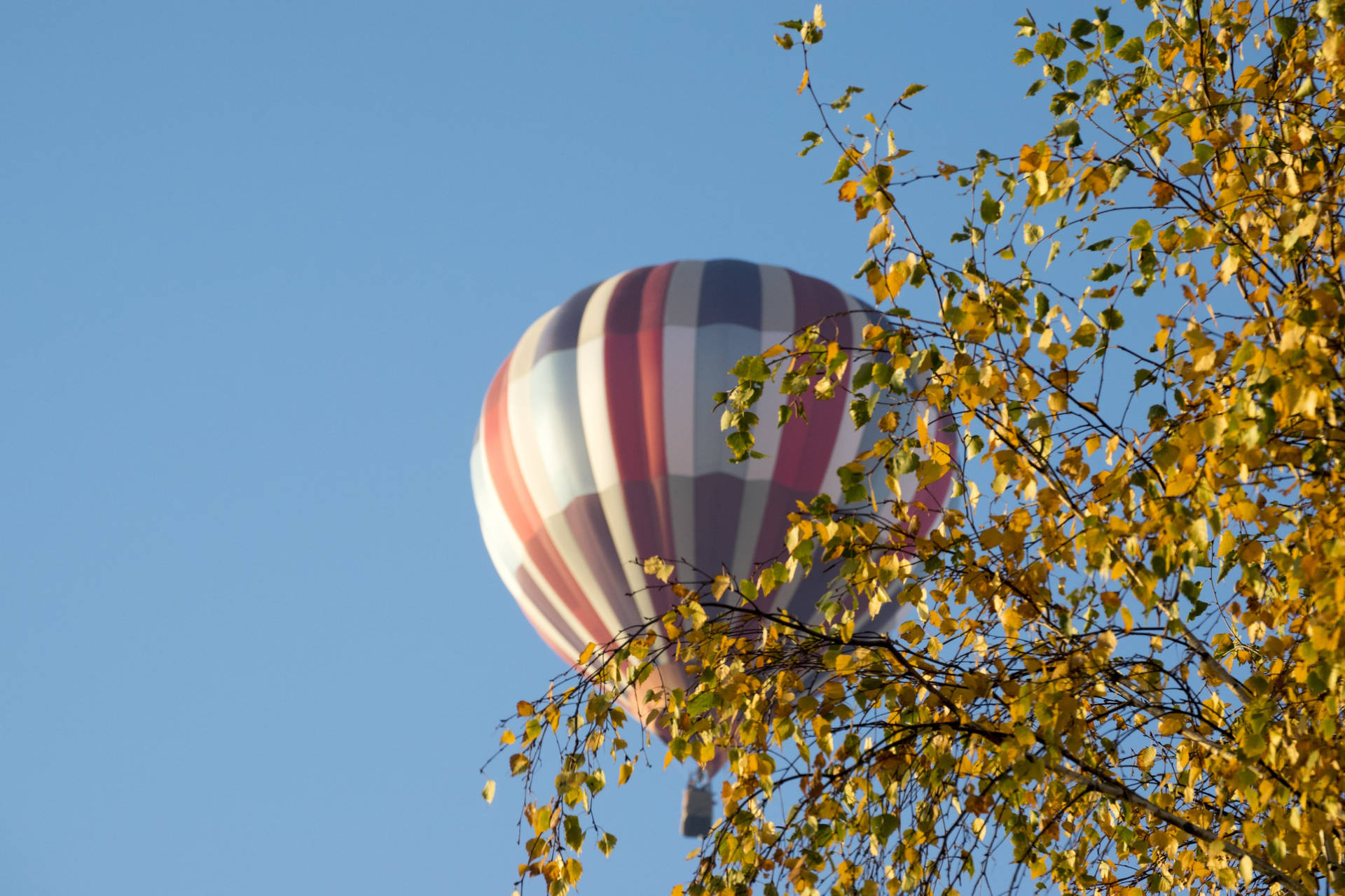 Hot Air Balloon Behind Tree In Lithuania