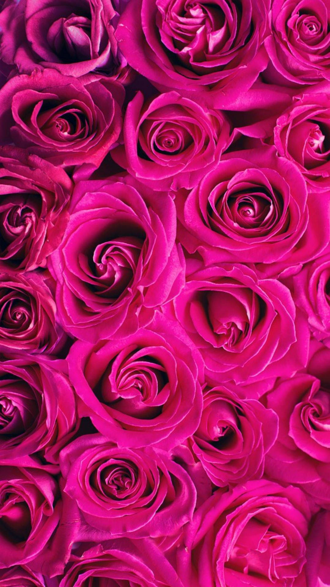 Hot Pink Aesthetic Roses Wallpaper