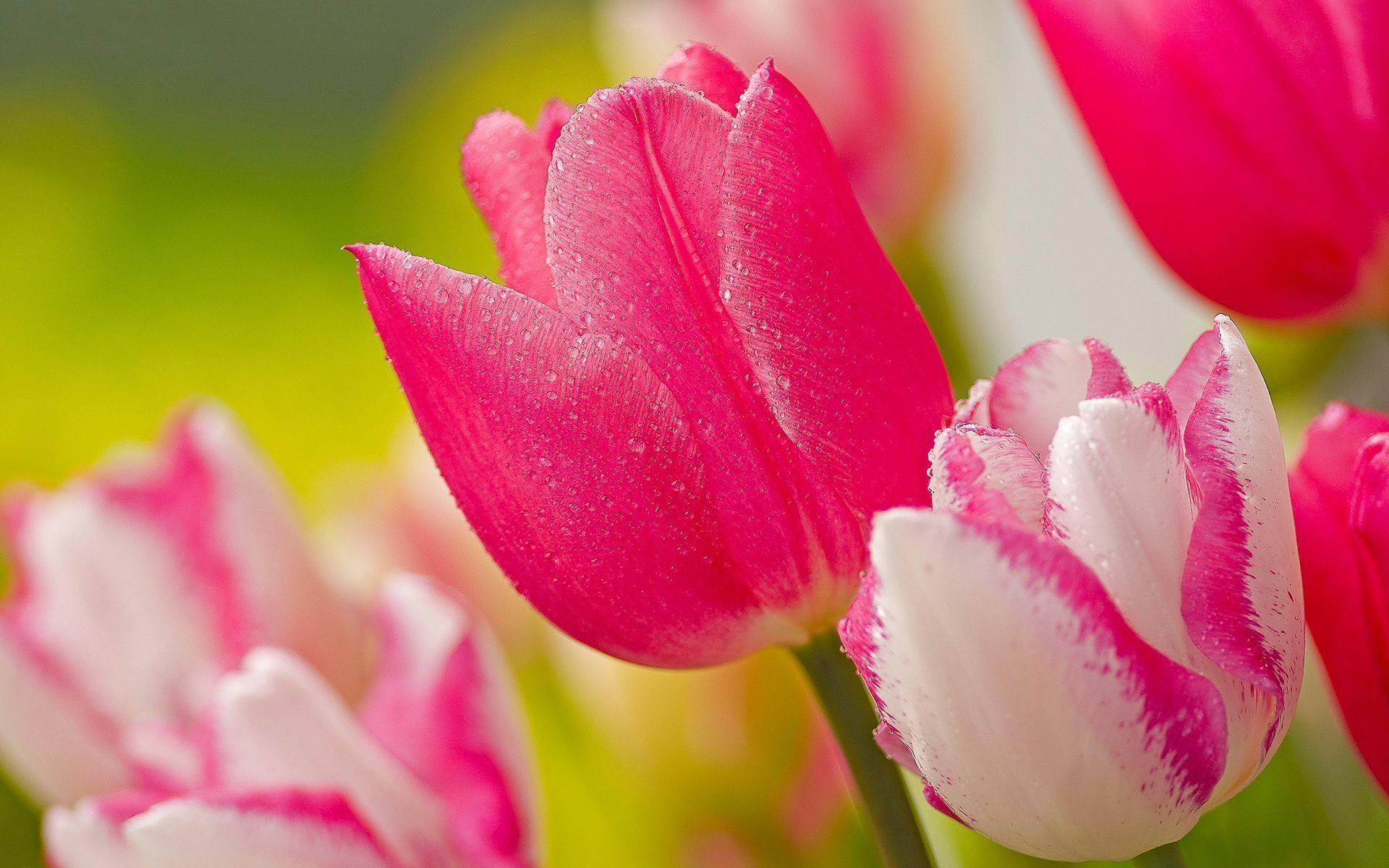 Hot Pink And White Garden Tulip Wallpaper