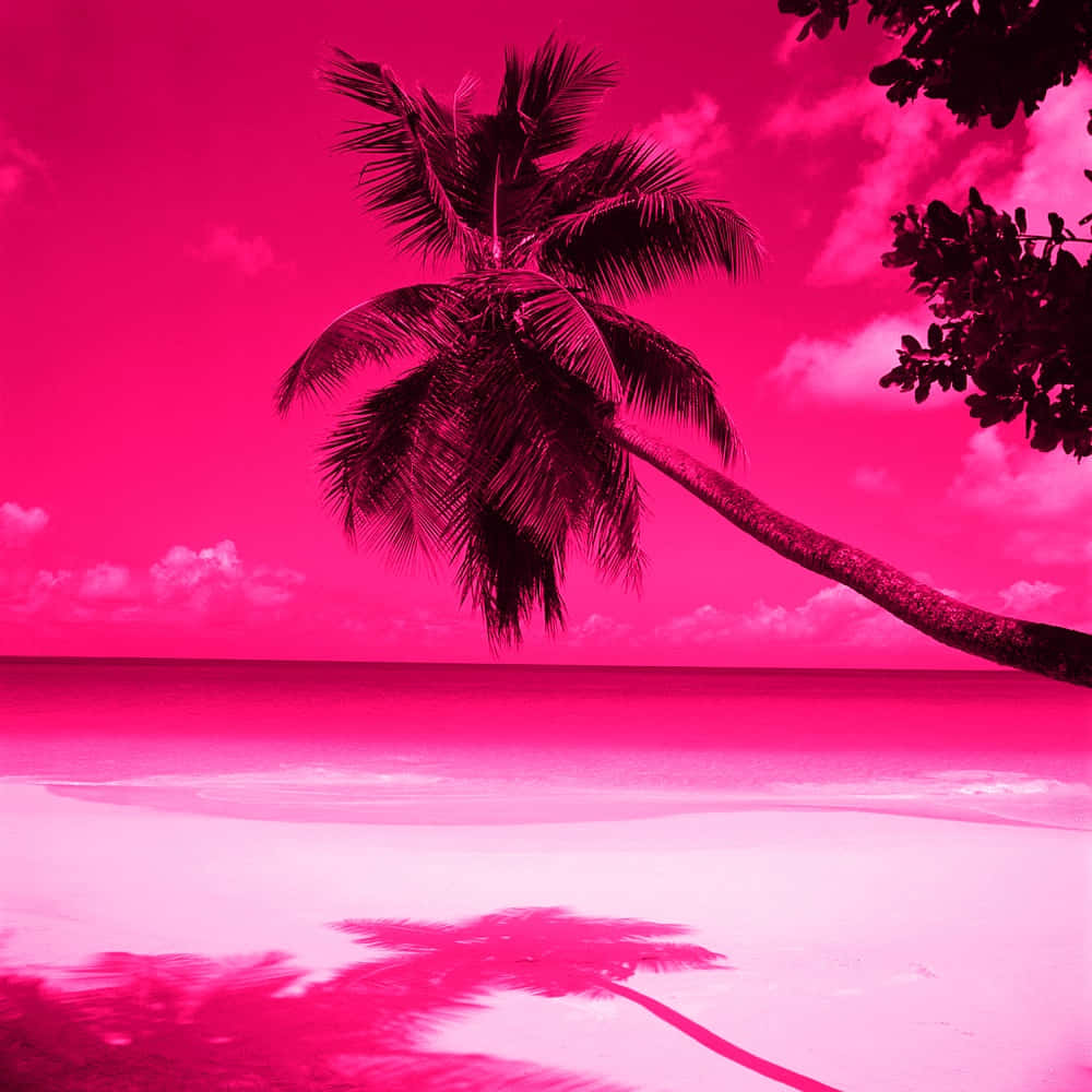 A Beautiful Hot Pink Background