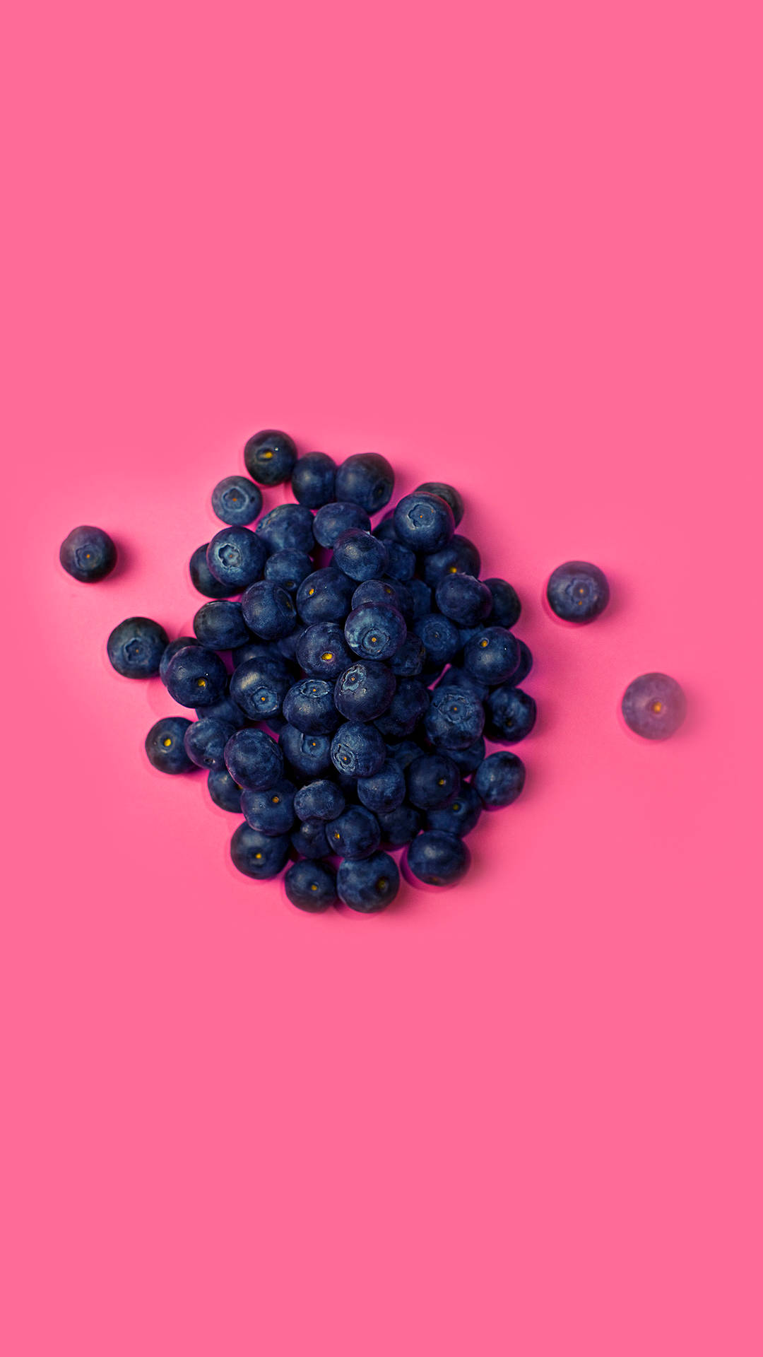 Hot Pink Blueberries Wallpaper