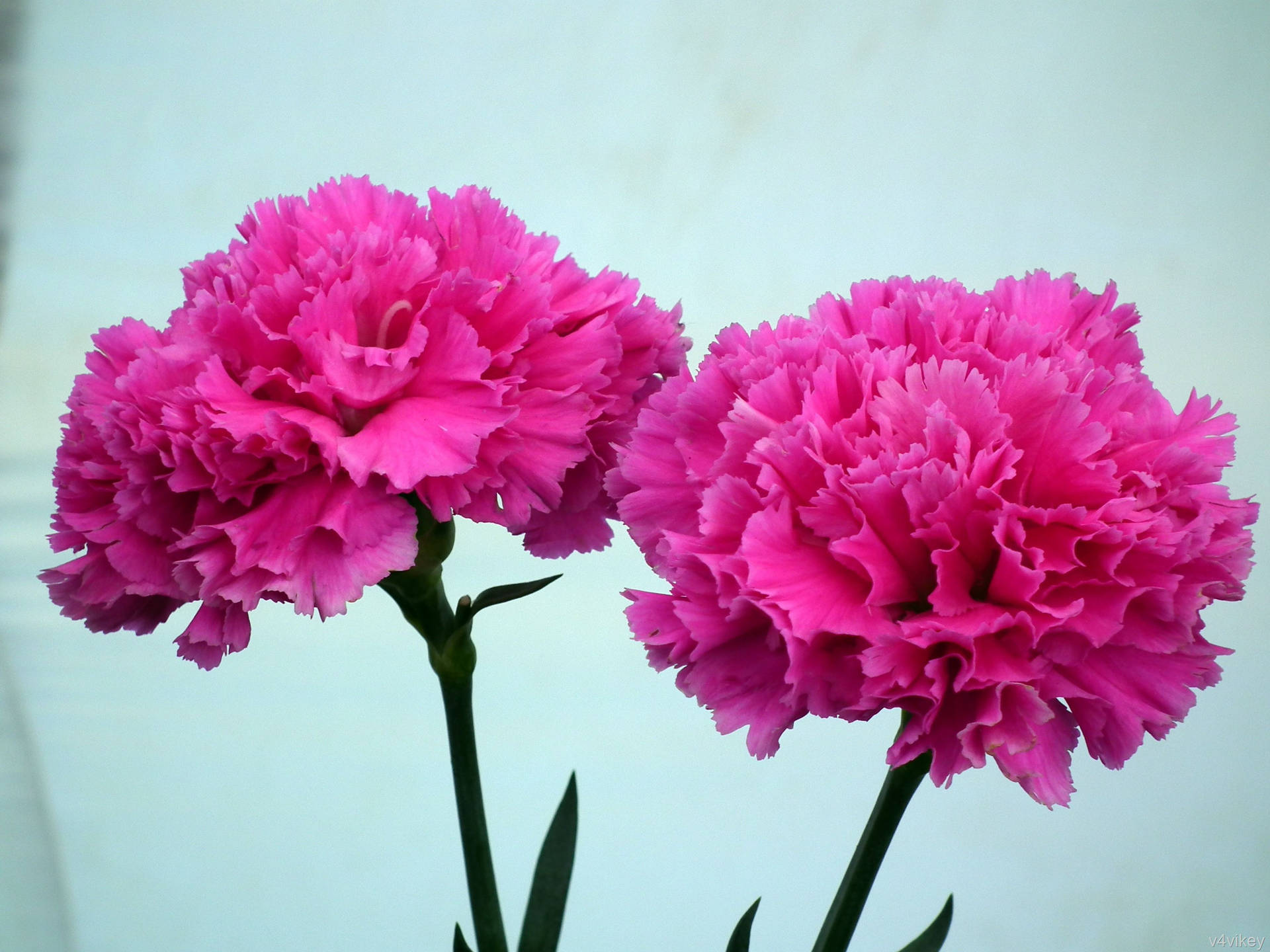 Caption: A Bouquet of Vibrant Hot Pink Carnations Wallpaper