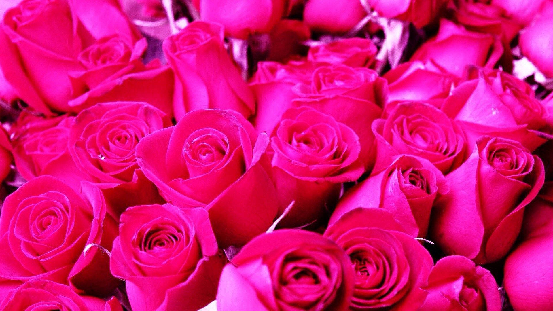 Hot Pink Lovely Roses Wallpaper
