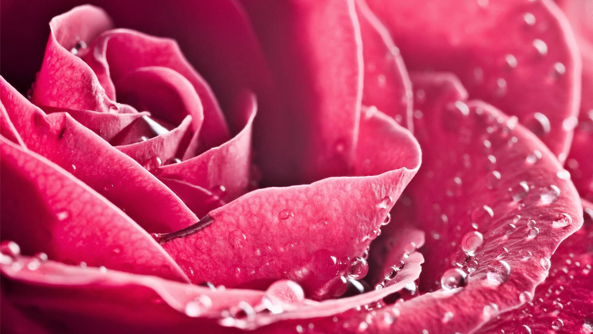 Vibrant Hot Pink Rose Bathed in Droplets Wallpaper