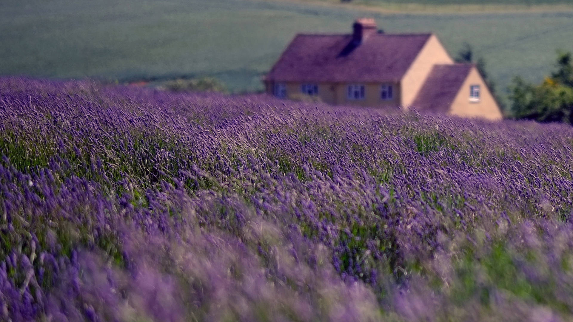 House Beside The Lavender Desktop Wallpaper