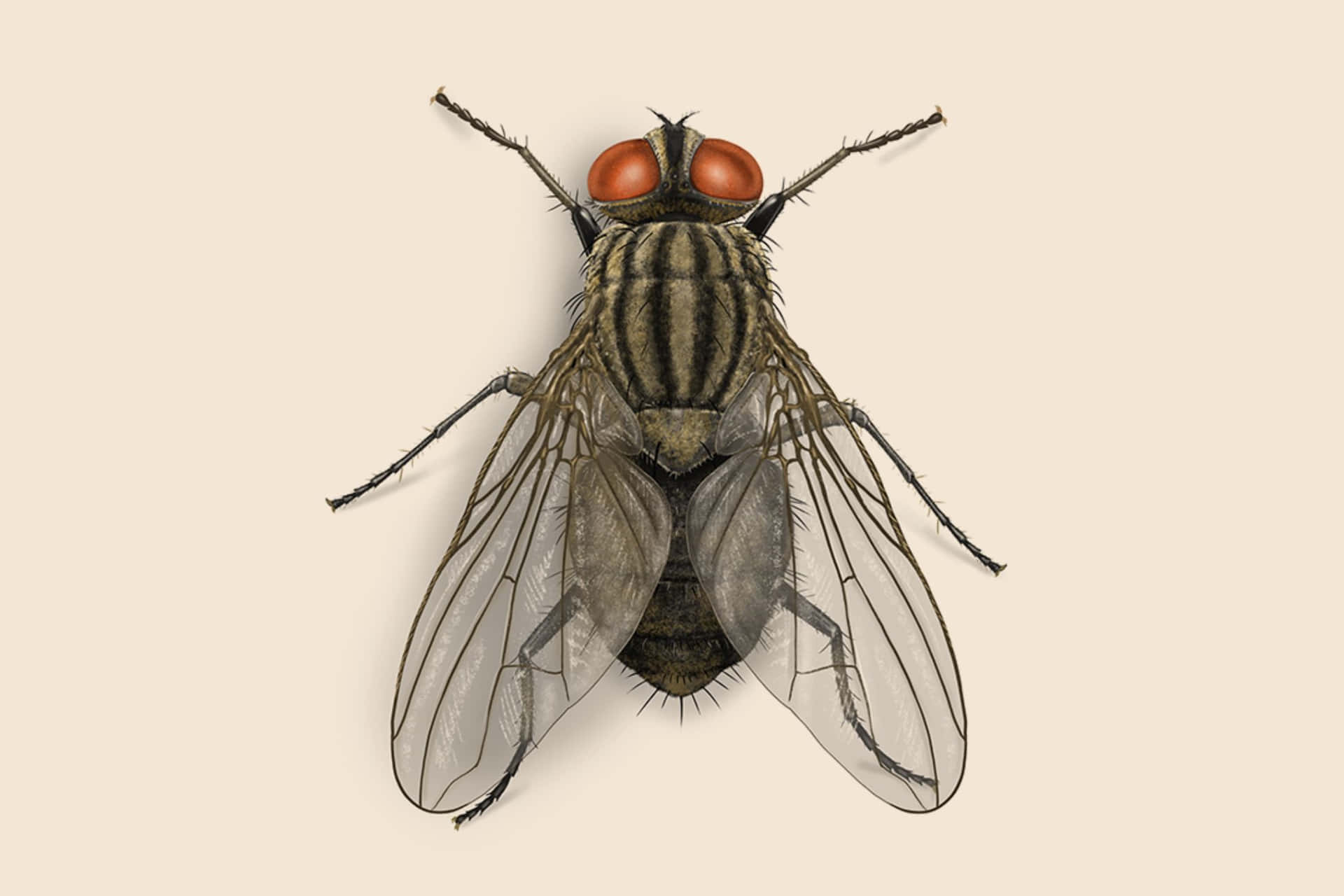House Fly Close Up Illustration Wallpaper