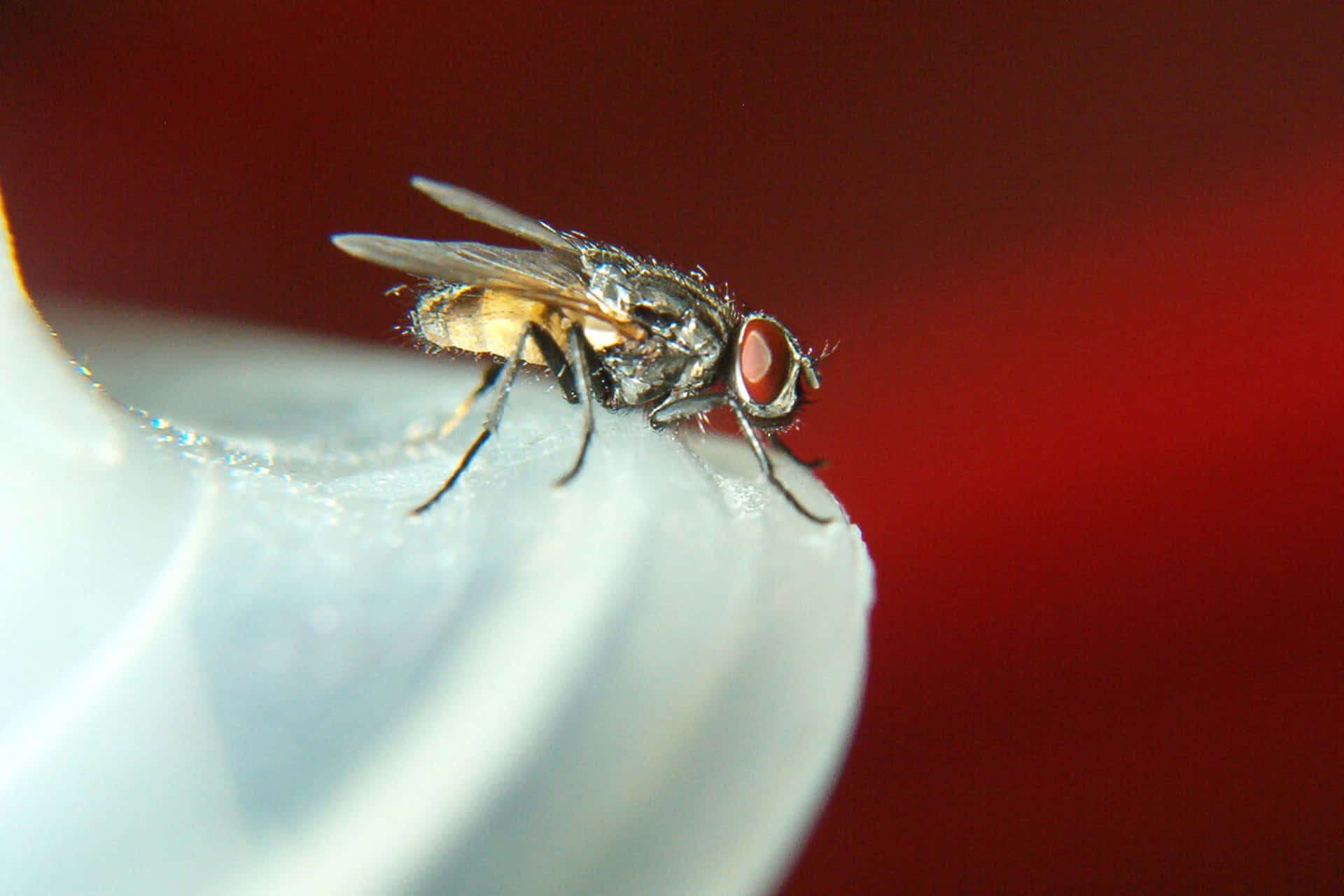 House Fly Close Up Red Background Wallpaper