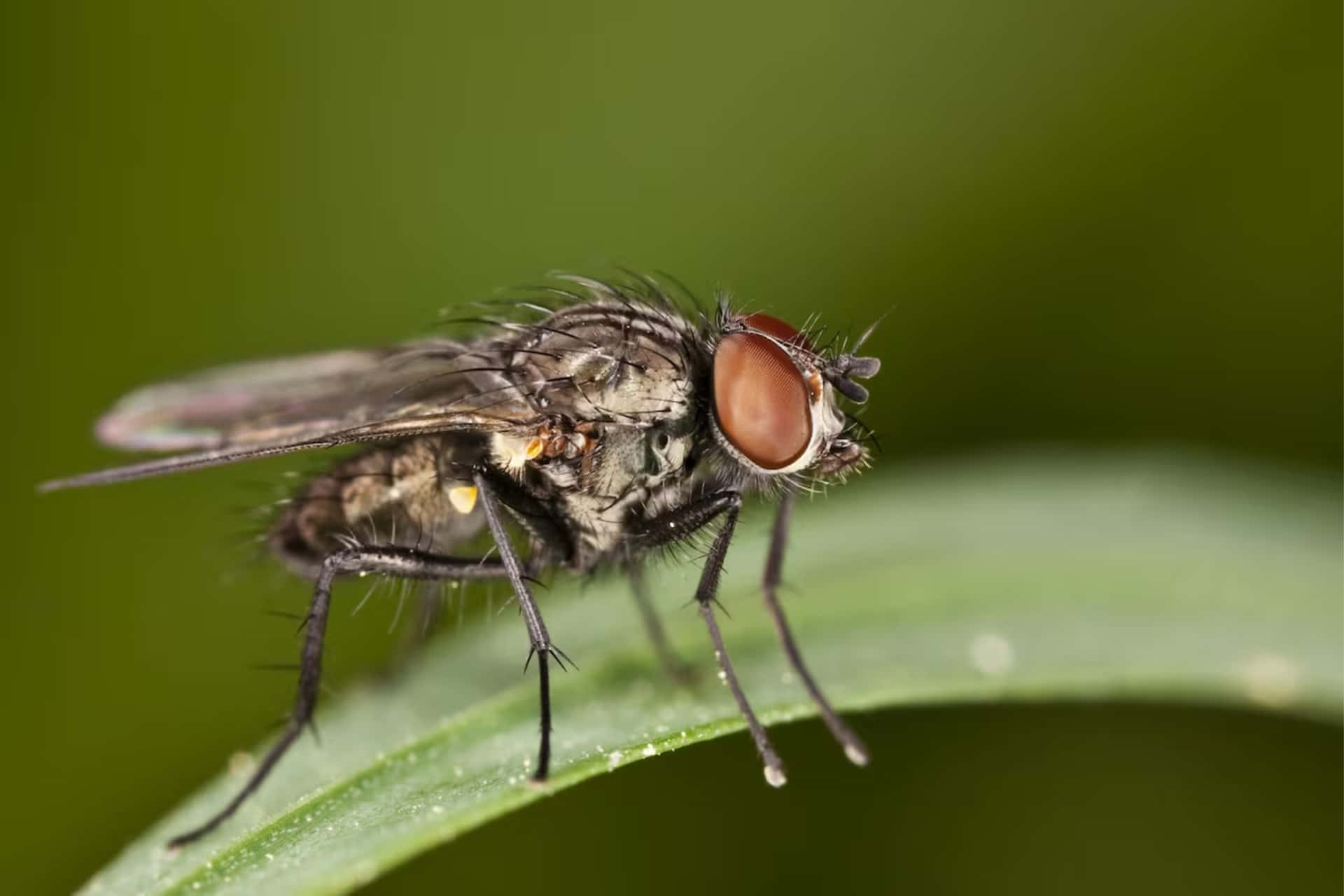House Fly Close Upon Leaf Wallpaper