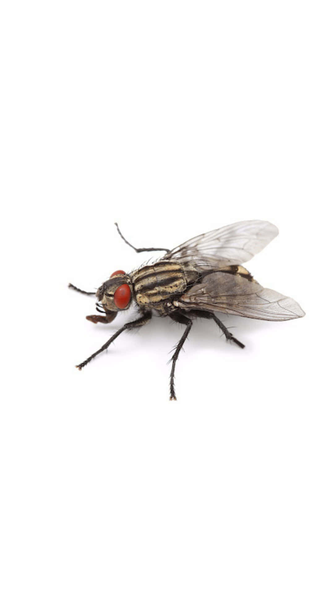 House Fly Closeup White Background Wallpaper