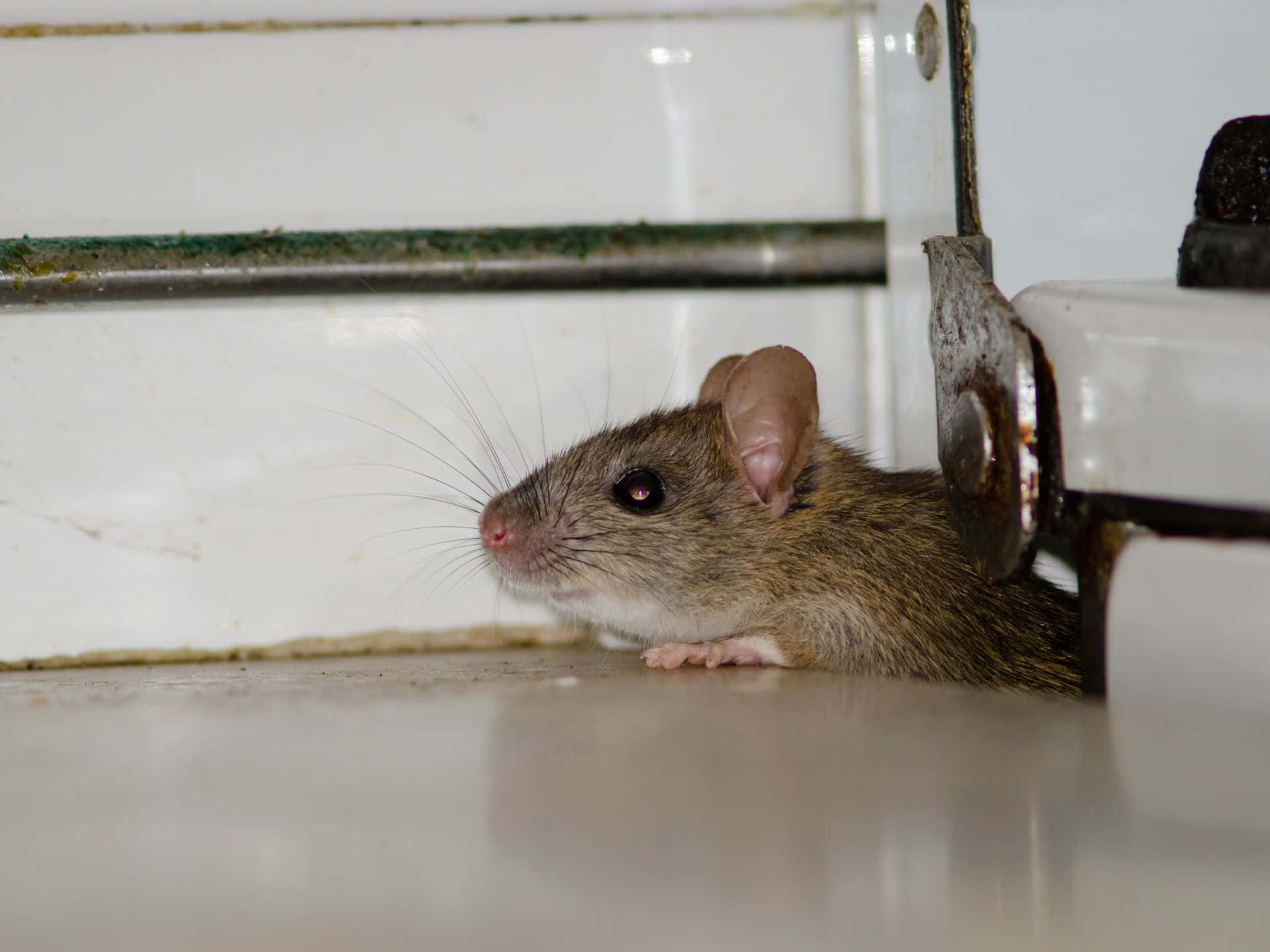 House Mouse Peeking From Corner.jpg Wallpaper