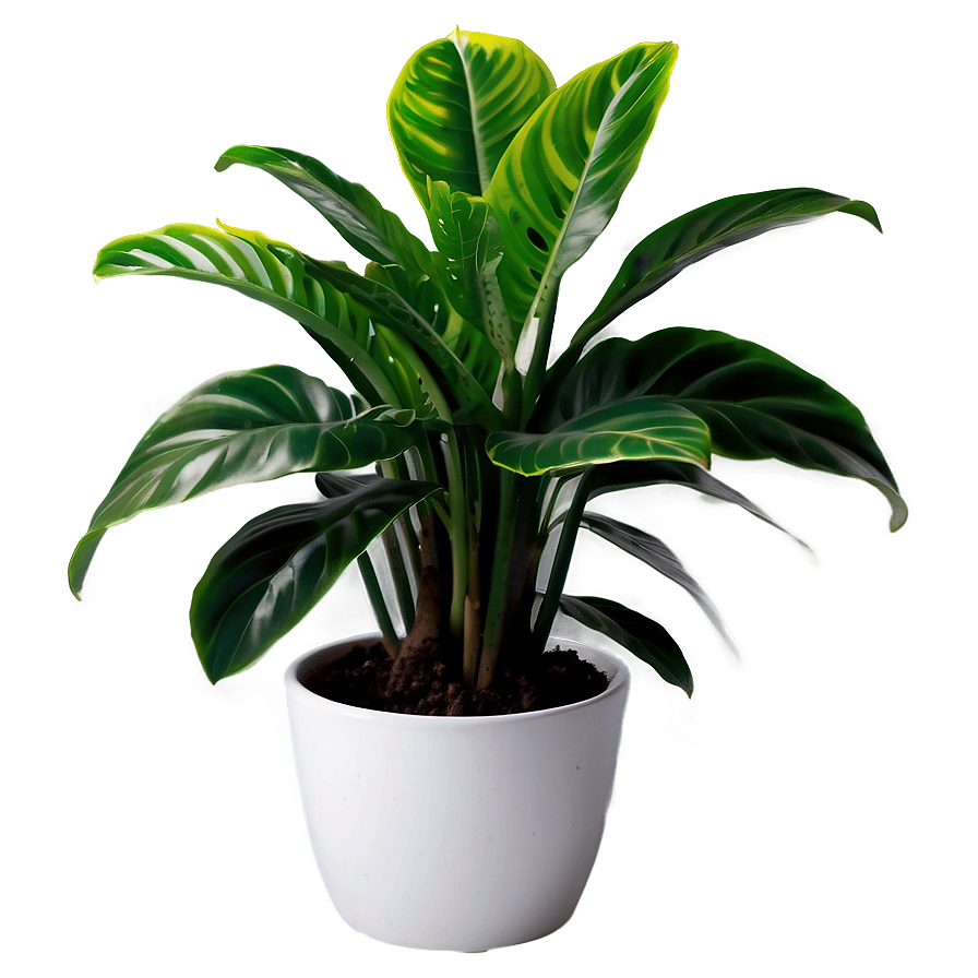 House Plant Png 05032024 PNG