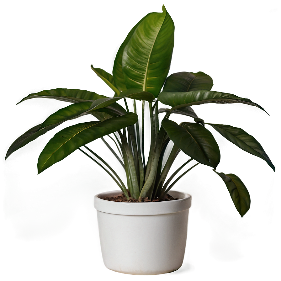 House Plant Png 73 PNG
