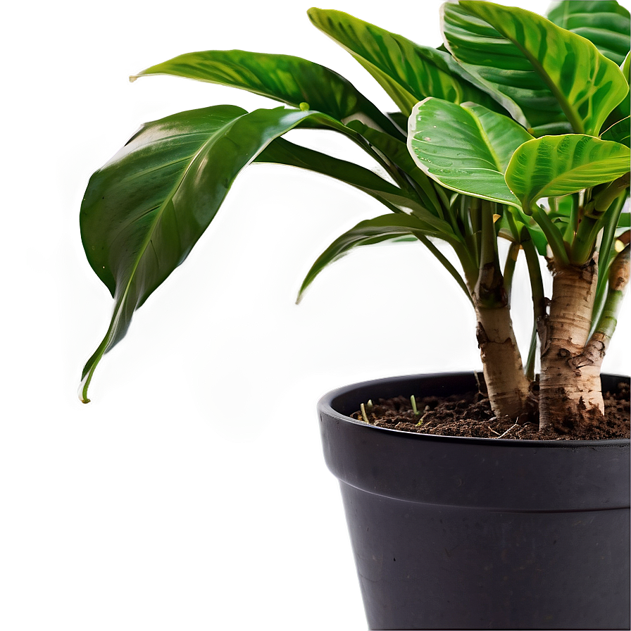 Download House Plants Png Dhp45 | Wallpapers.com