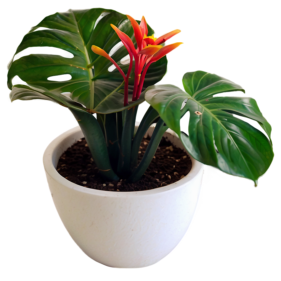 Download House Plants Png Qke8 | Wallpapers.com