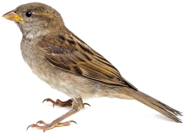 House Sparrow Isolated Image PNG