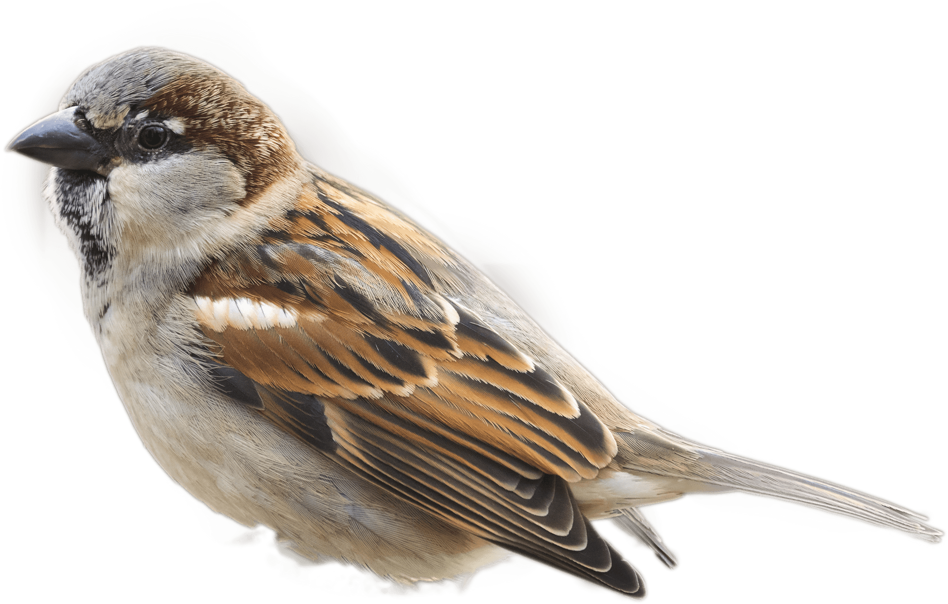 House Sparrow Portrait PNG