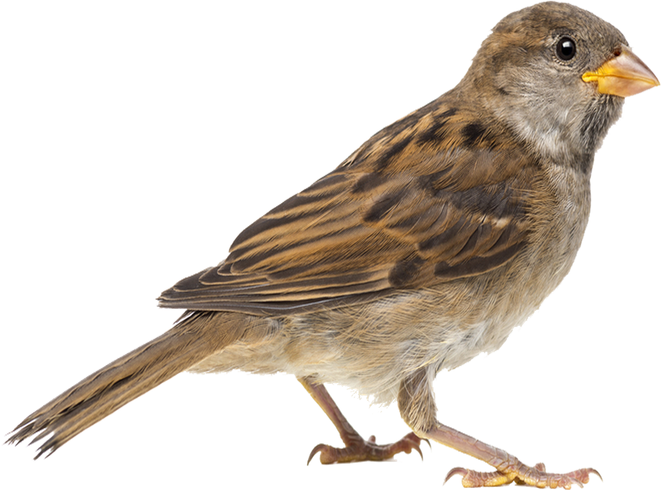 House Sparrow Side View.png PNG