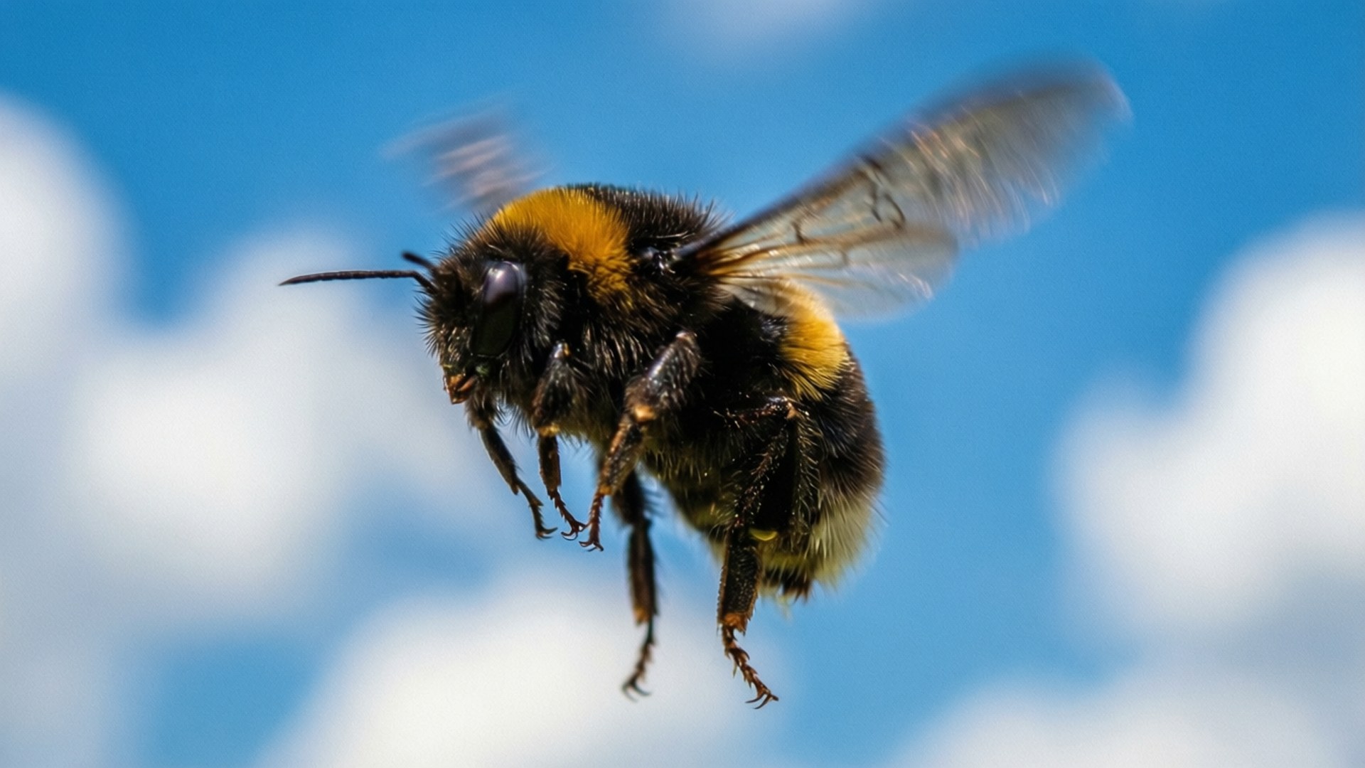 Svävande Hummel Himmel Bakgrundsbilder