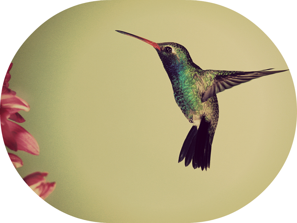 Hovering Hummingbird Near Flowers PNG