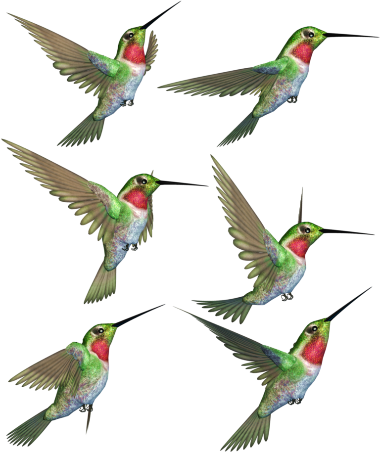Hovering Hummingbirds Flight Patterns PNG