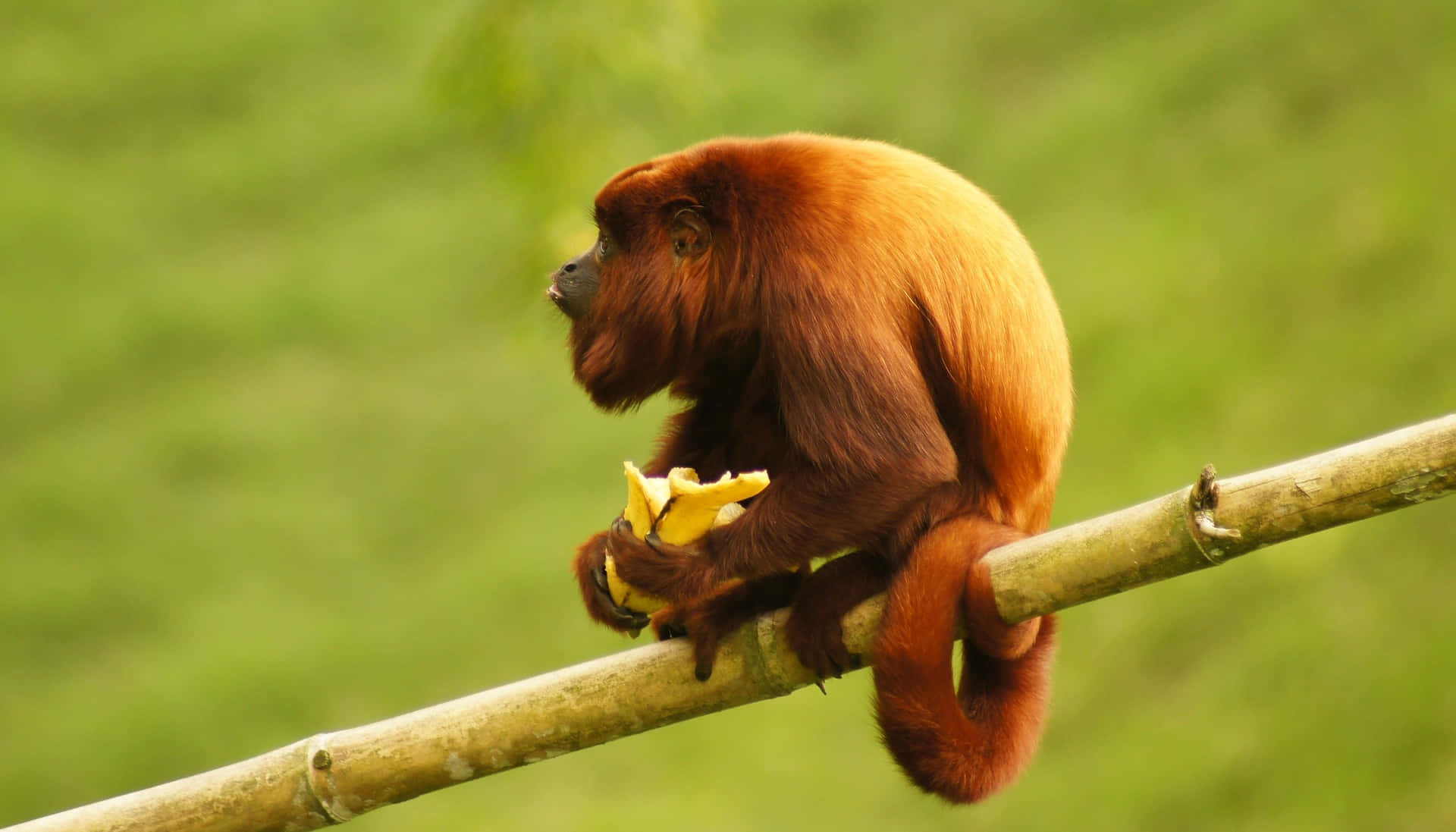 Howler_ Monkey_ Enjoying_ Banana Wallpaper