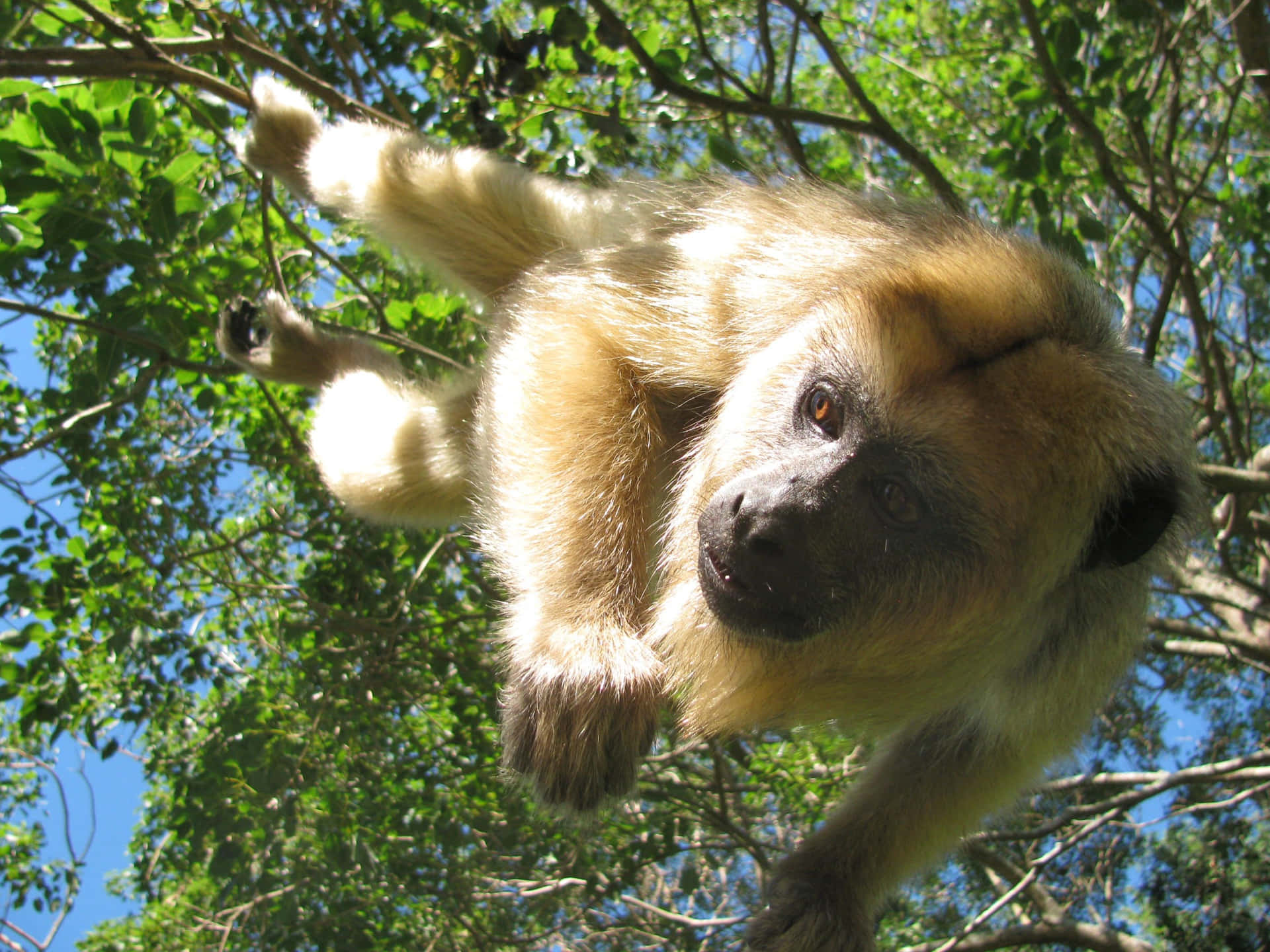 Howler Monkey Hanging From Tree Wallpaper