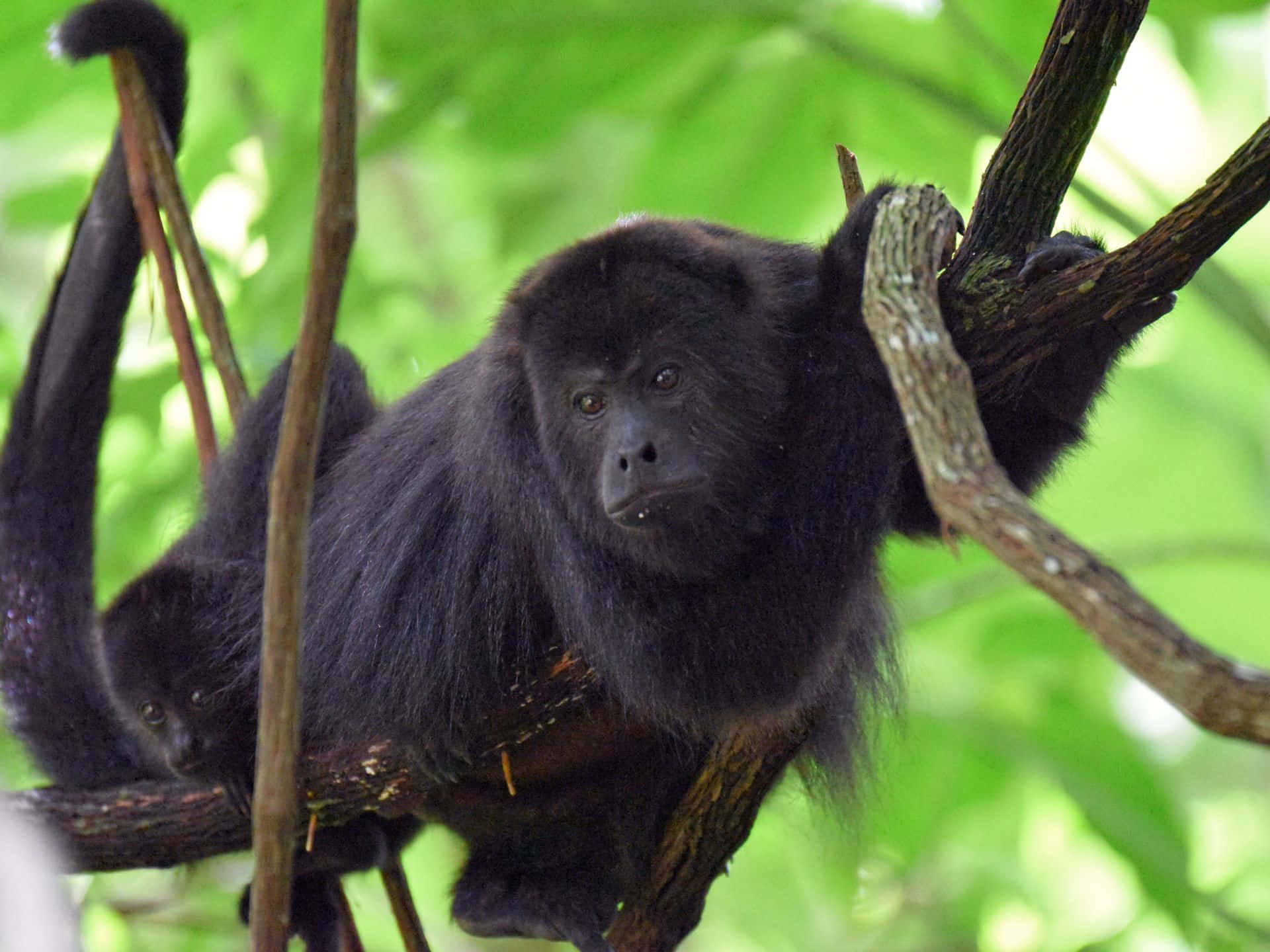 Howler_ Monkey_in_ Natural_ Habitat.jpg Wallpaper