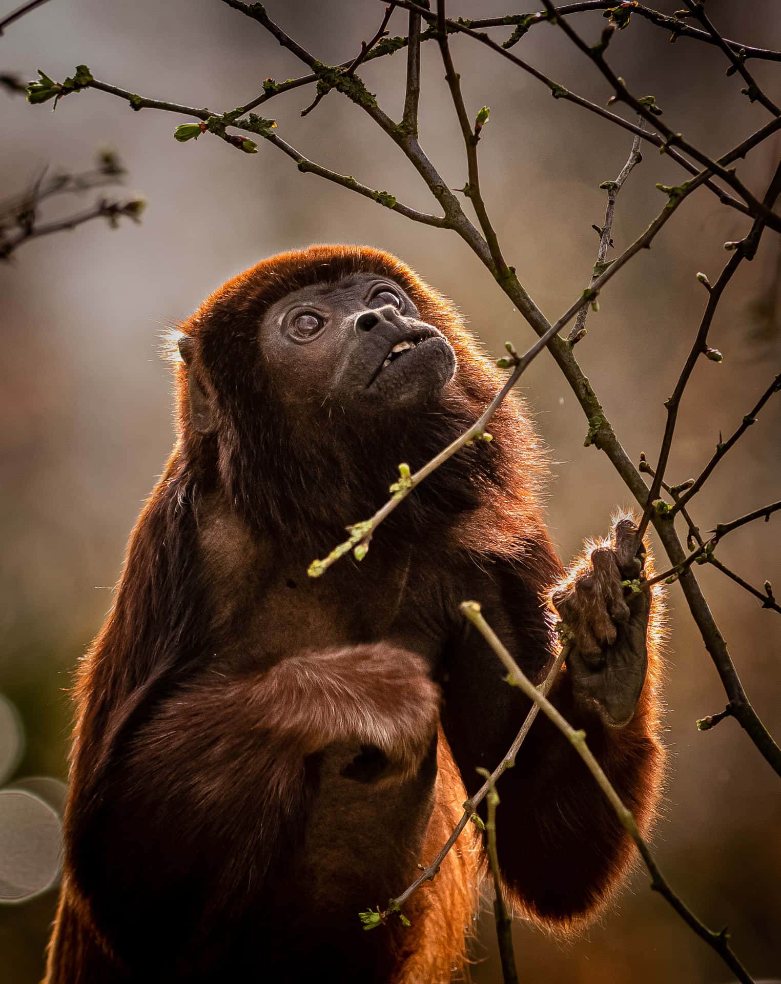 Howler_ Monkey_ In_ Natural_ Habitat.jpg Wallpaper