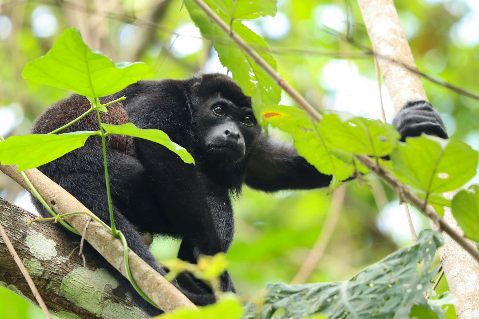 Howler Monkey In Natural Habitat Wallpaper