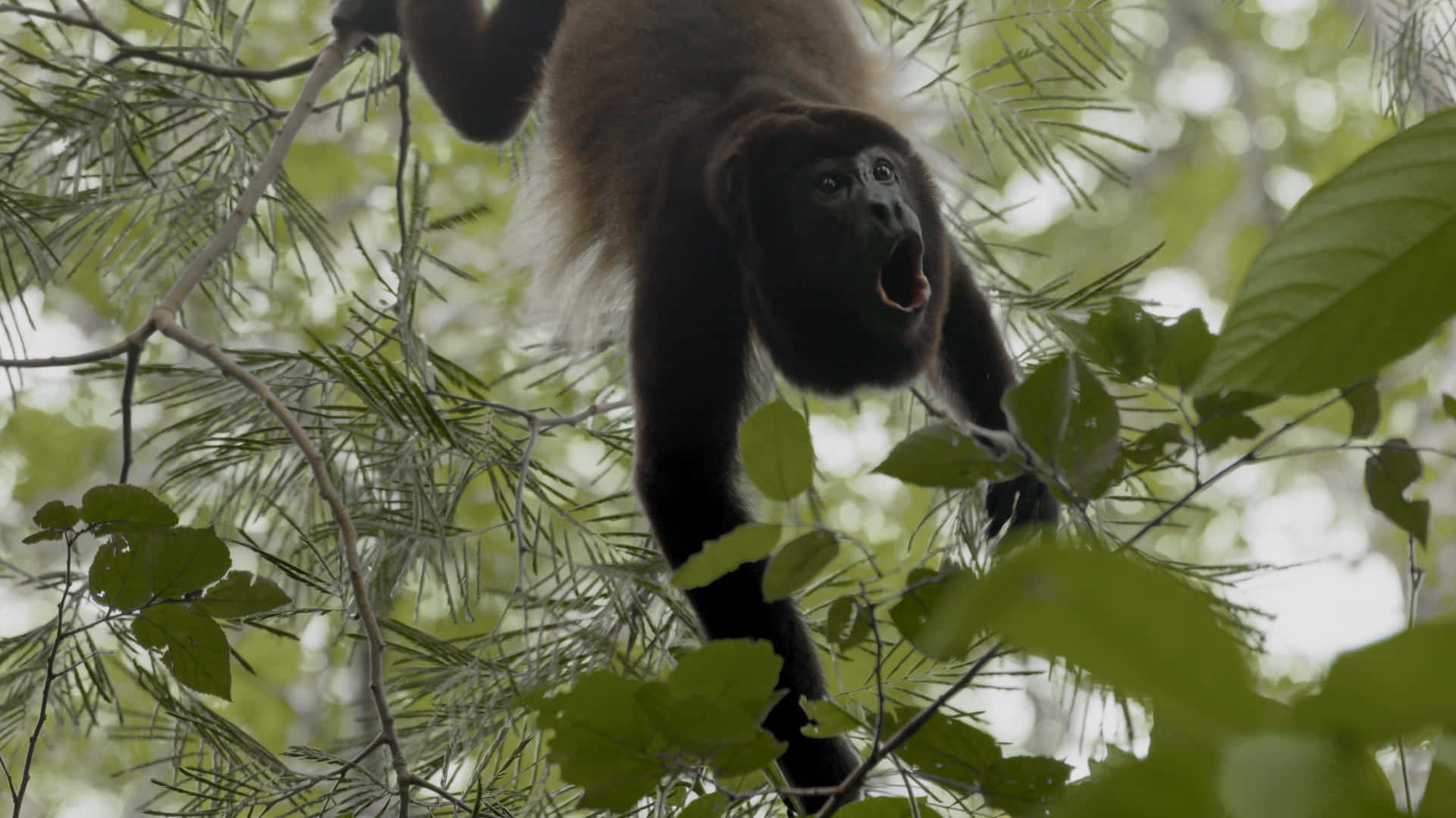 Howler_ Monkey_ Mid Call_in_ Treetops.jpg Wallpaper