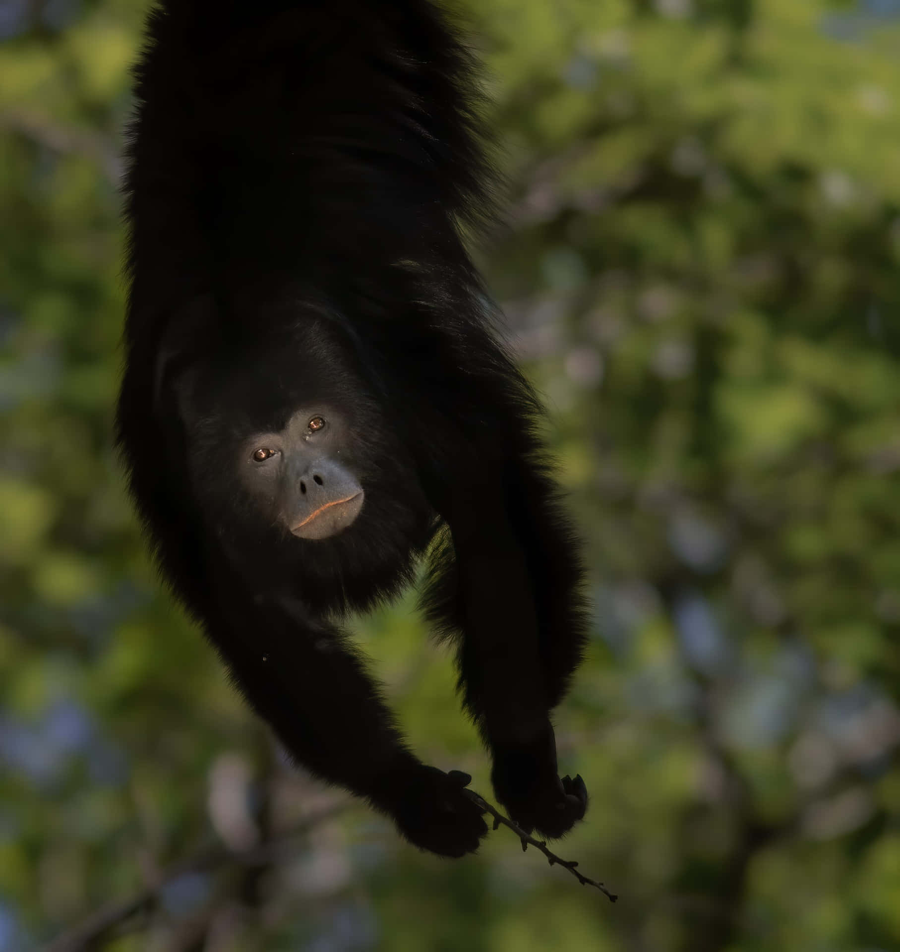 Howler Monkey Mid Swing Wallpaper