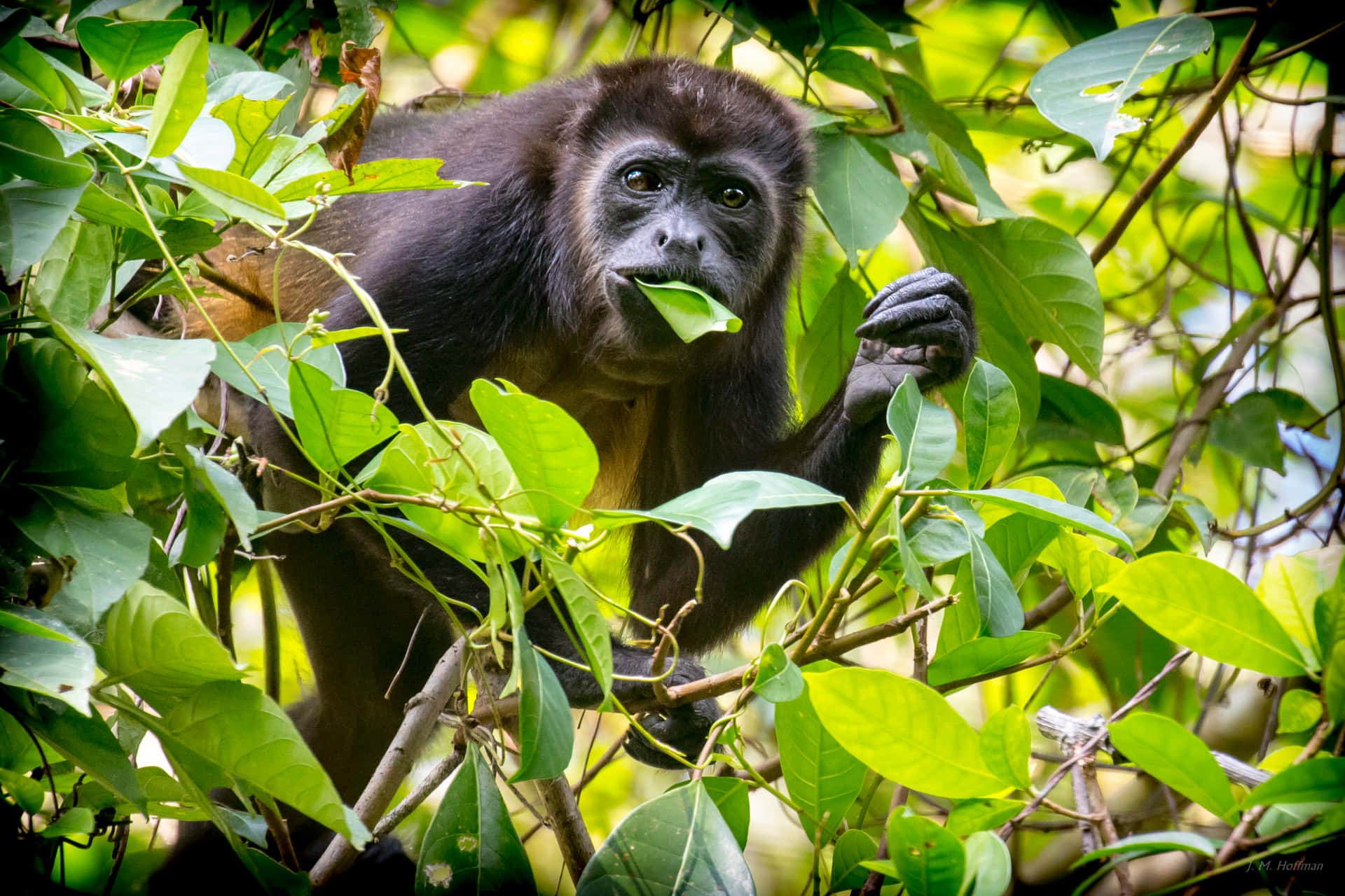 Howler_ Monkey_ Munching_ Leaves Wallpaper