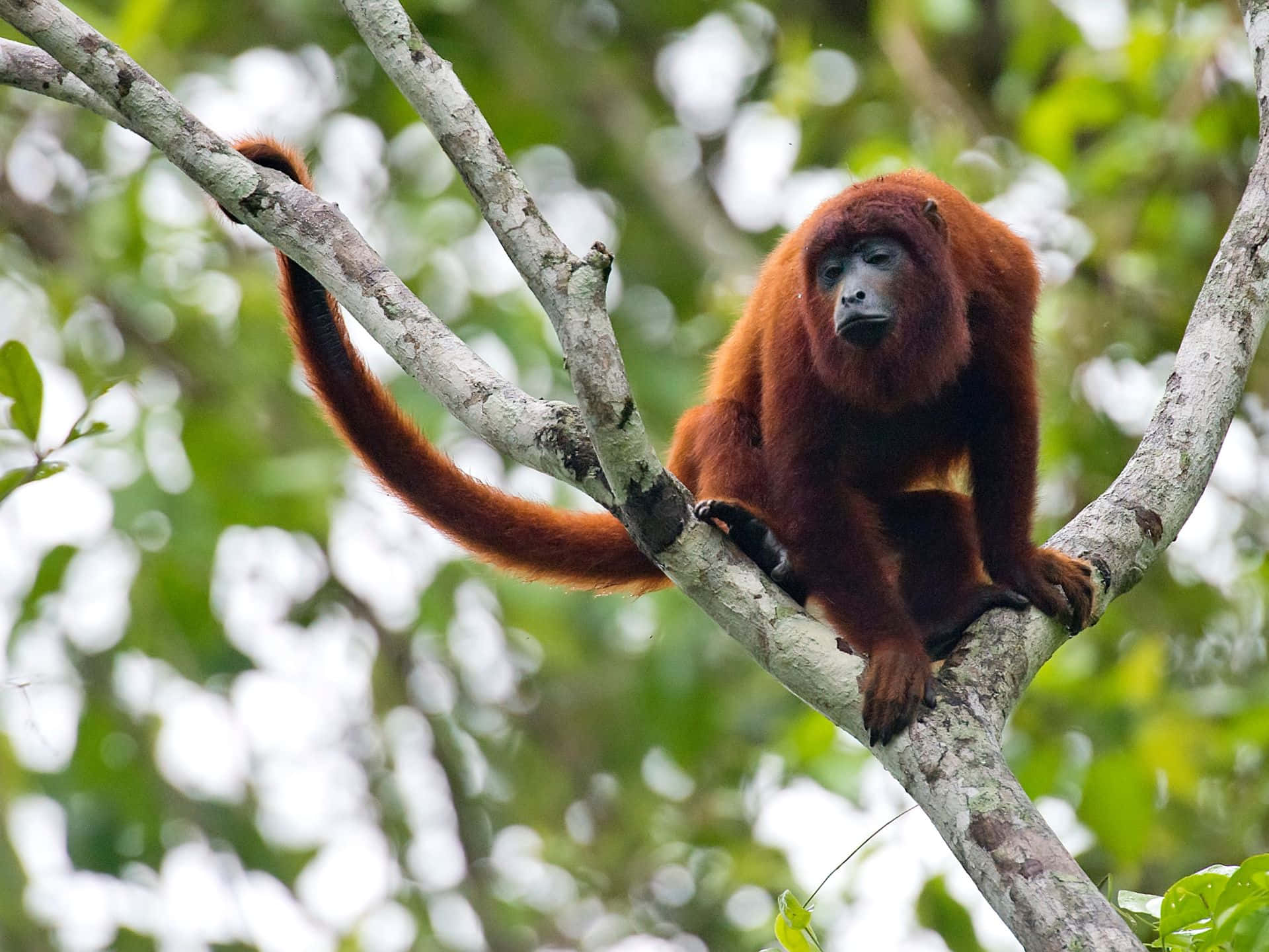 Howler_ Monkey_ Perched_in_ Tree.jpg Wallpaper