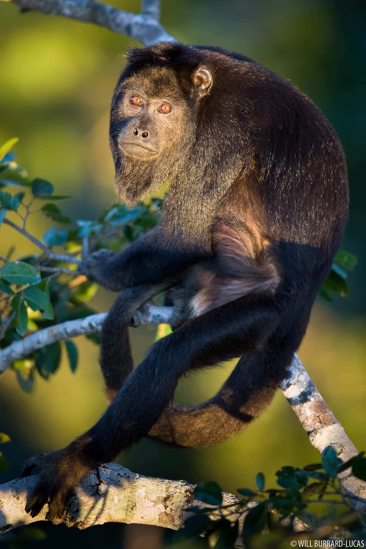 Howler_ Monkey_ Perched_in_ Tree Wallpaper