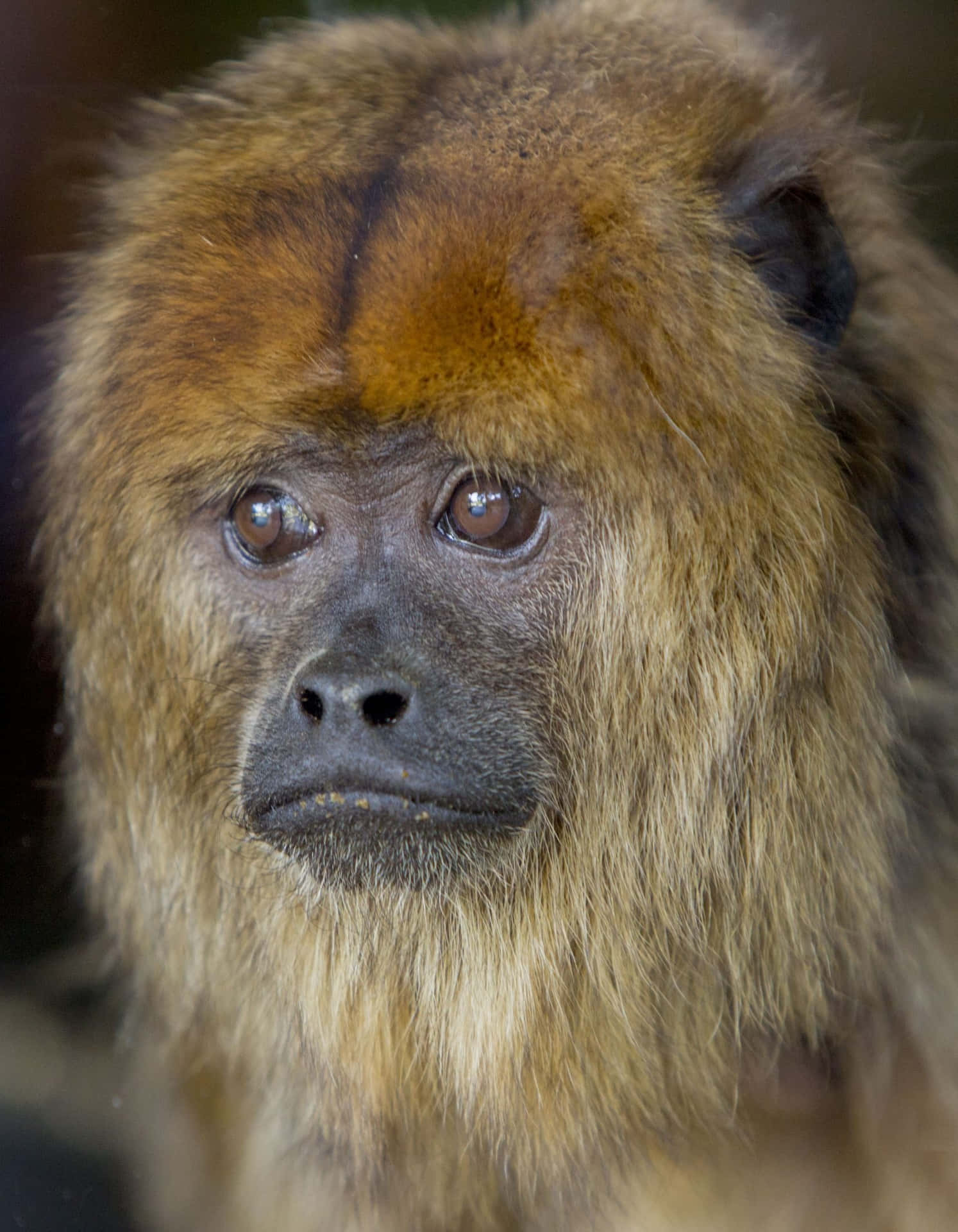 Download Howler Monkey Portrait Wallpaper | Wallpapers.com