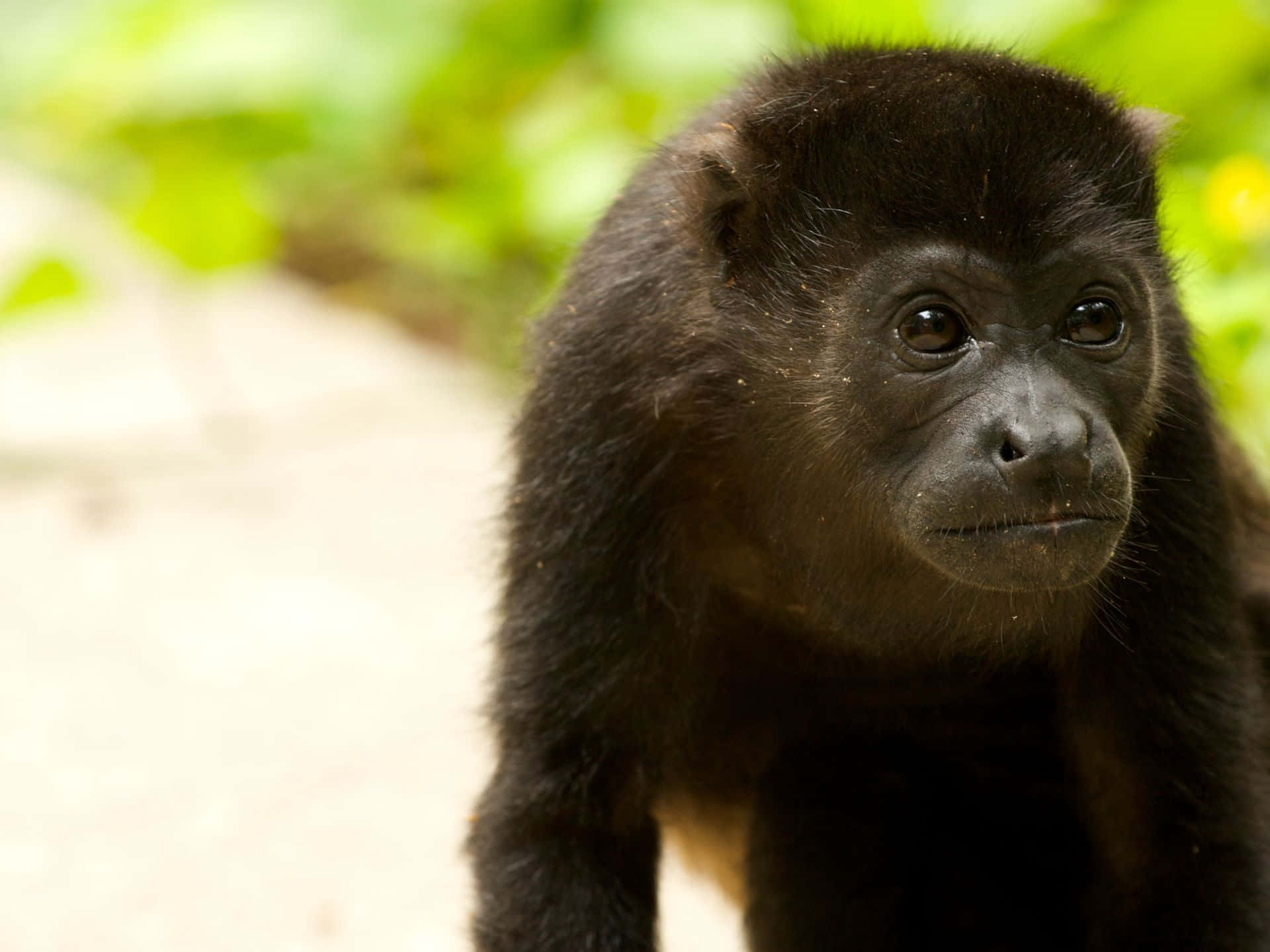 Howler Monkey Portrait Wallpaper