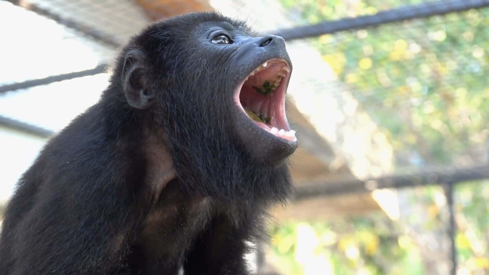 Howler Monkey Vocalizing.jpg Wallpaper