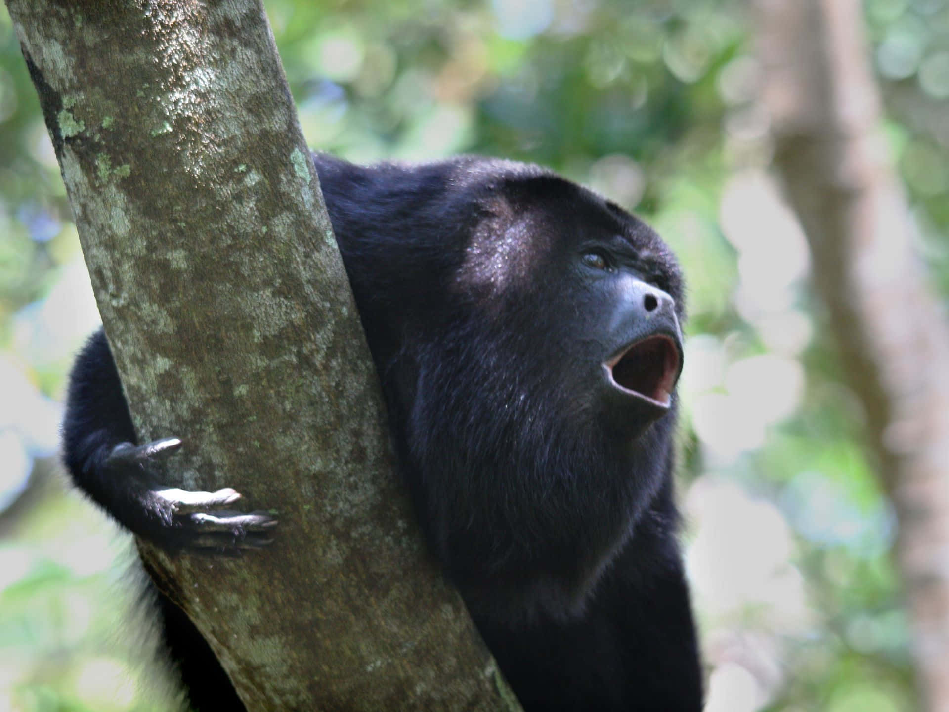 Howler Monkey Vocalizingin Forest.jpg Wallpaper