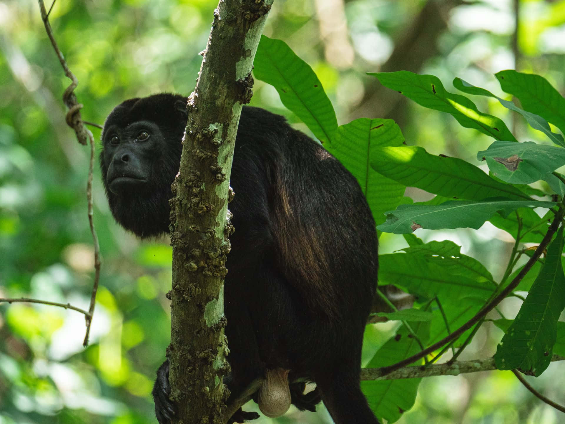 Howler Monkeyin Natural Habitat Wallpaper