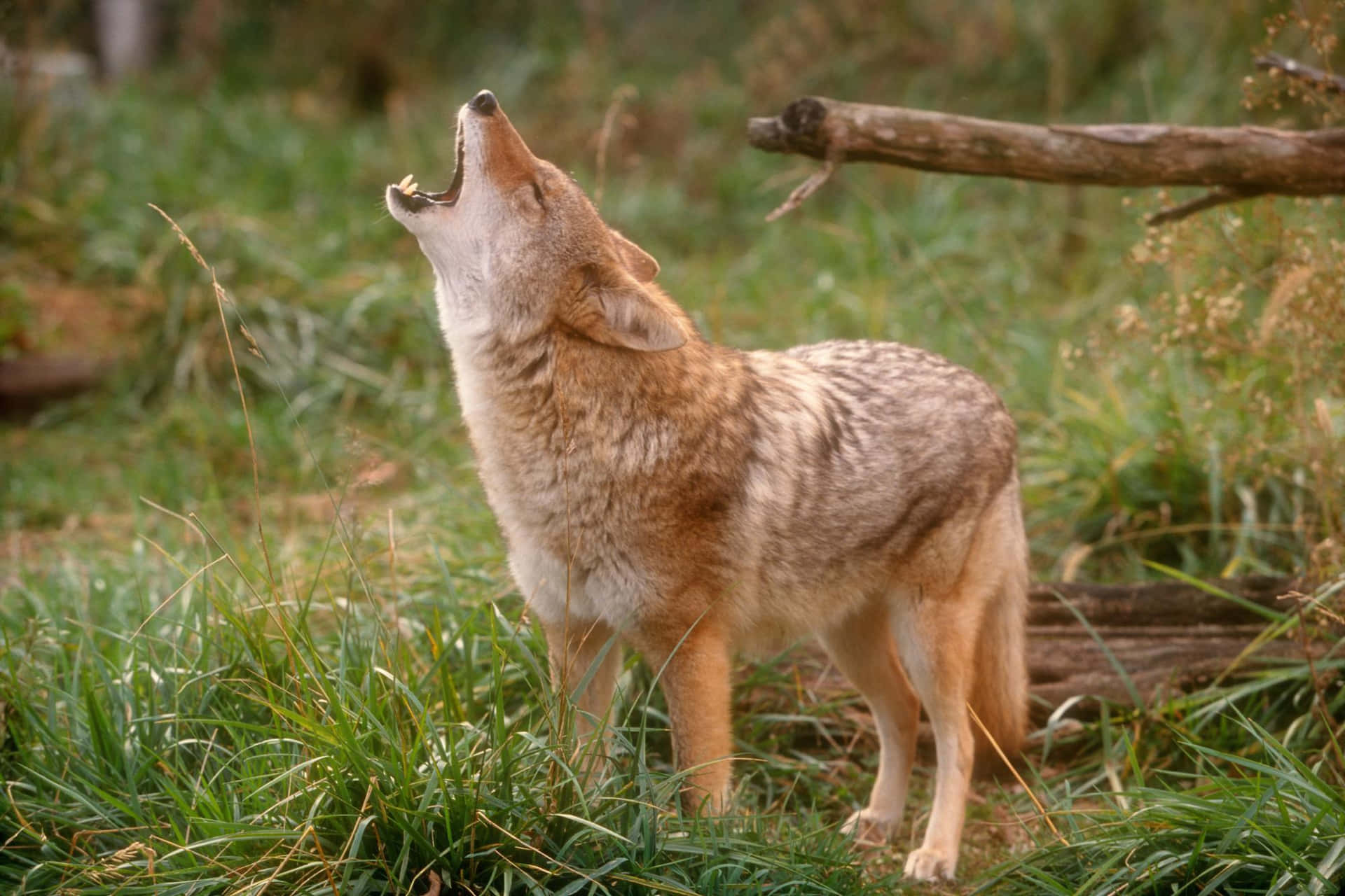 Howling Wild Coyote Background