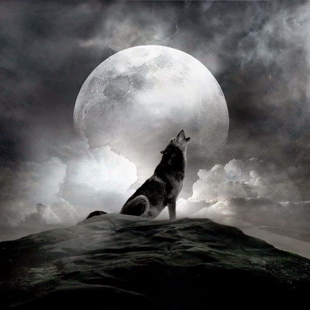 Majestic Howling Wolf in Moonlit Wilderness Wallpaper