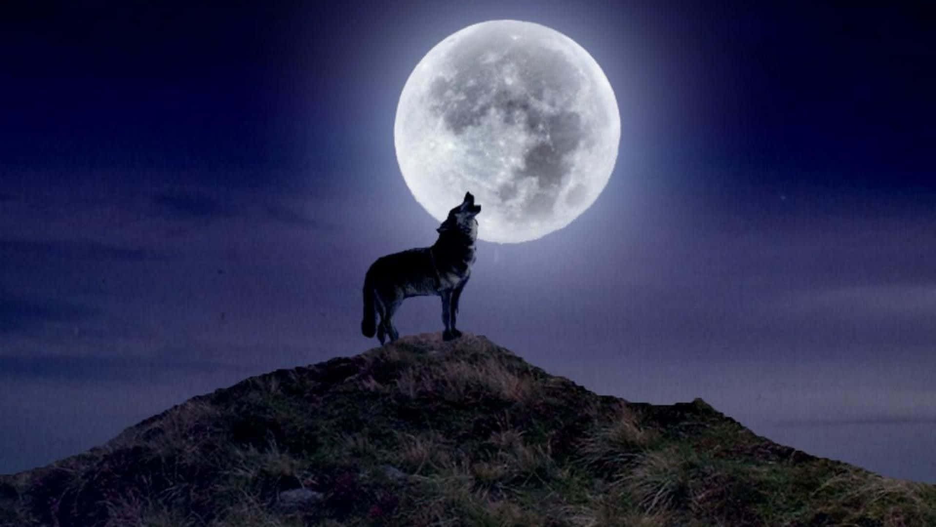 Majestic Howling Wolf Under Full Moon Wallpaper