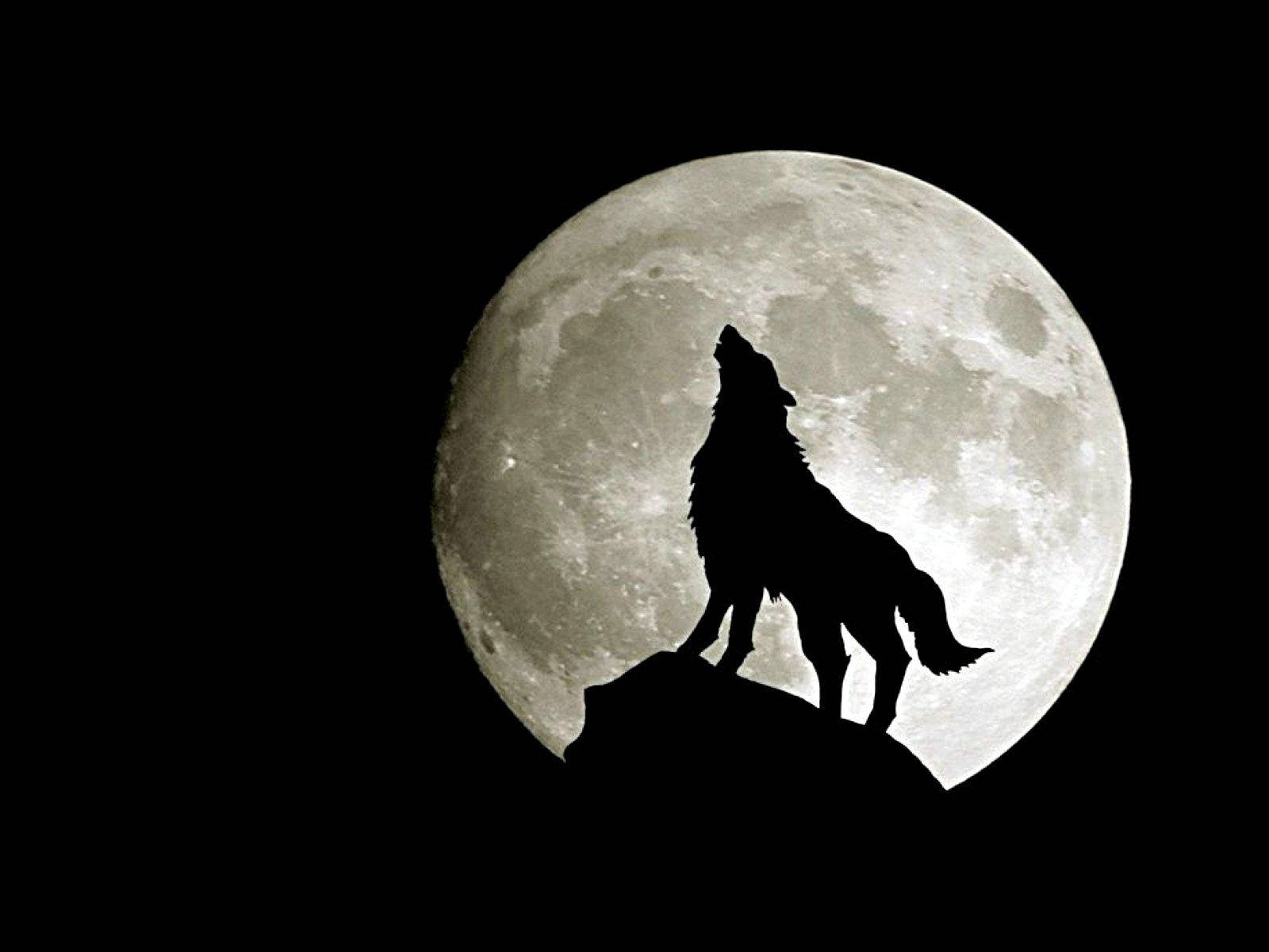 En ulv, der ulmer foran en fuldmåne. Wallpaper