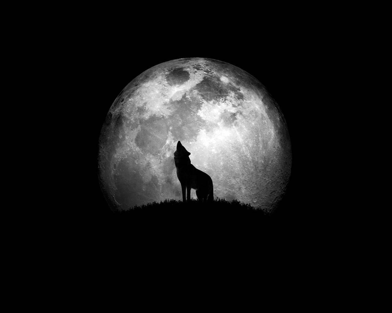 Howling Wolf Black And White PFP Wallpaper