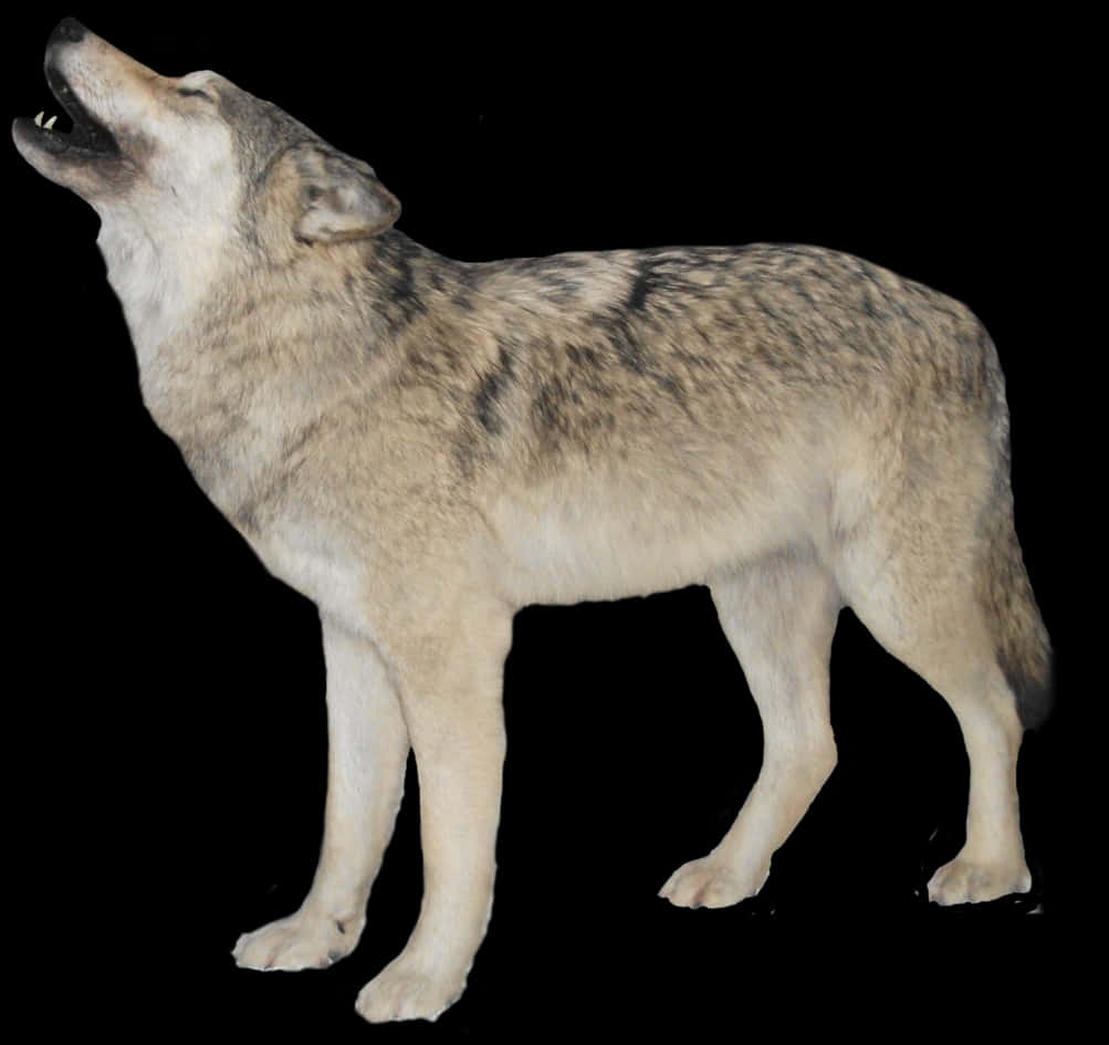 Howling Wolf Black Background PNG