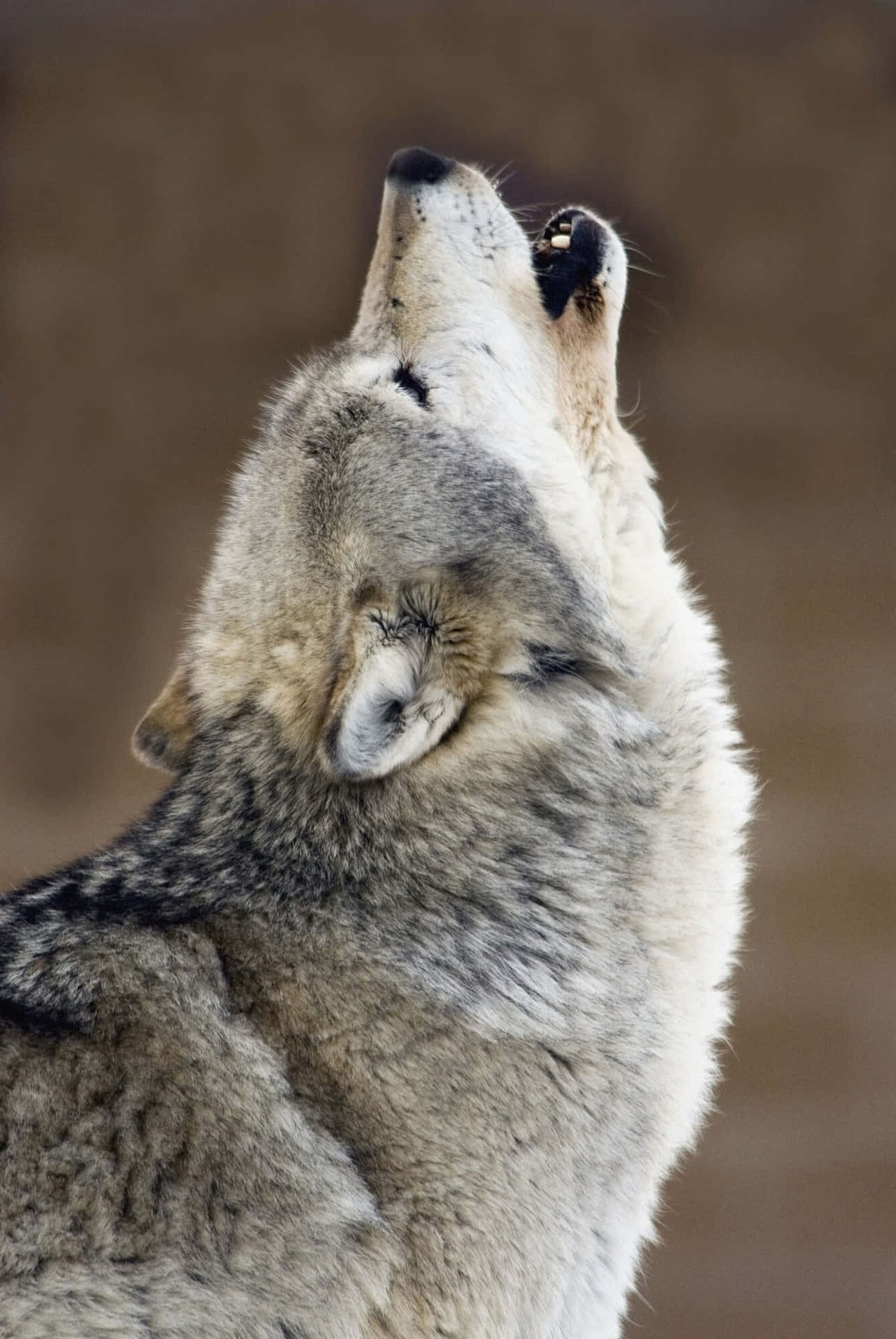 Einheulender Wolf, Der Im Mondlicht Als Silhouette Zu Sehen Ist.