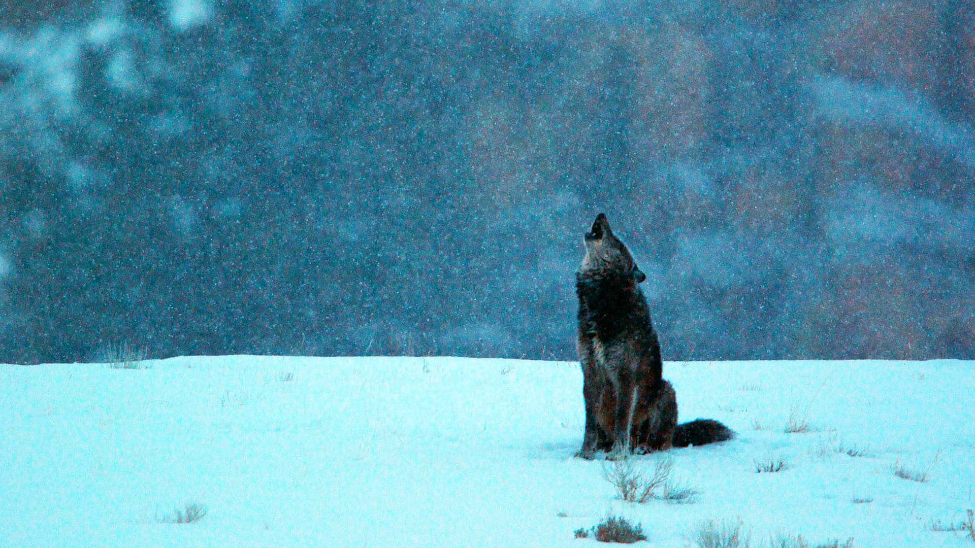 A Dark and Eerie Howling Wolf Gazing Into the Night