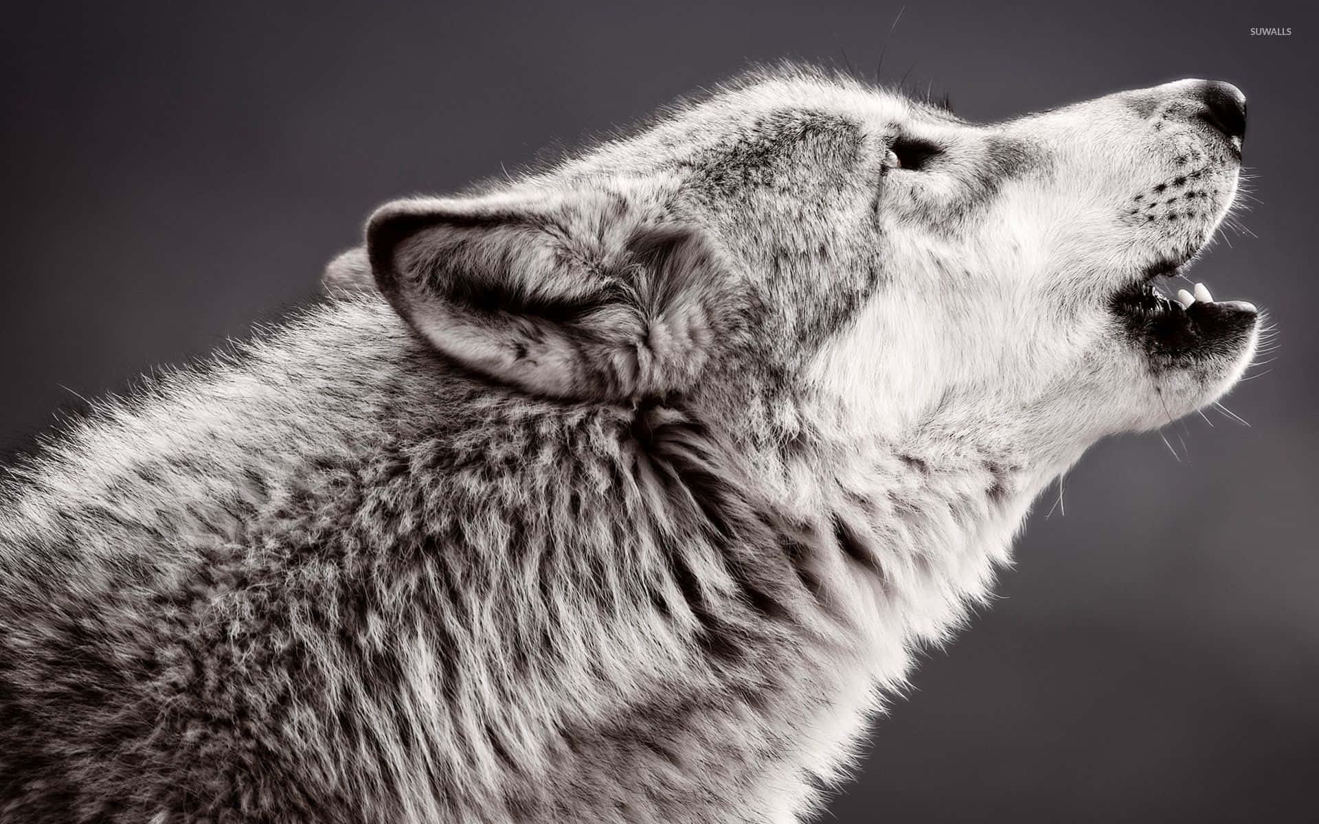 Eineinsamer Grauer Wolf Heult In Der Winterlichen Wildnis.