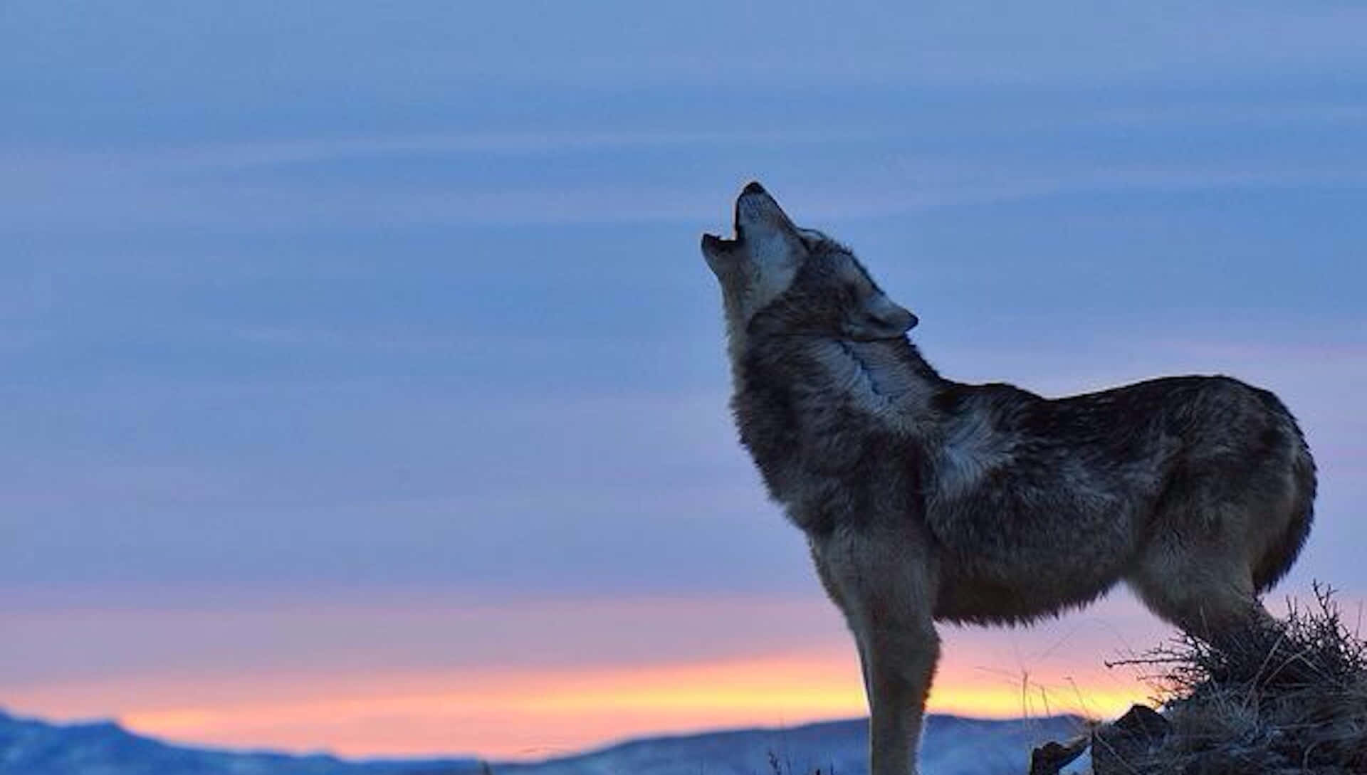 Daunting Howling Wolf, On the Lookout